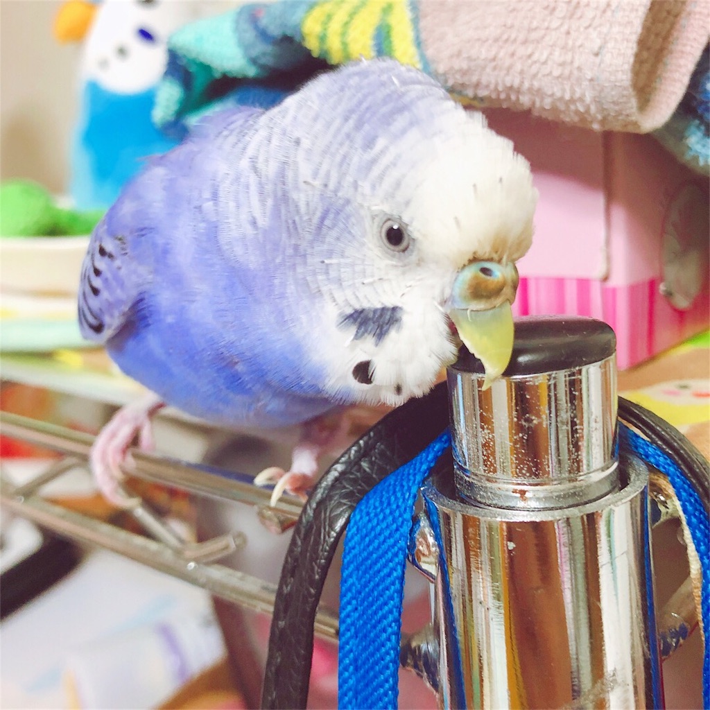 f:id:Abirdofhappiness:20190123174845j:image