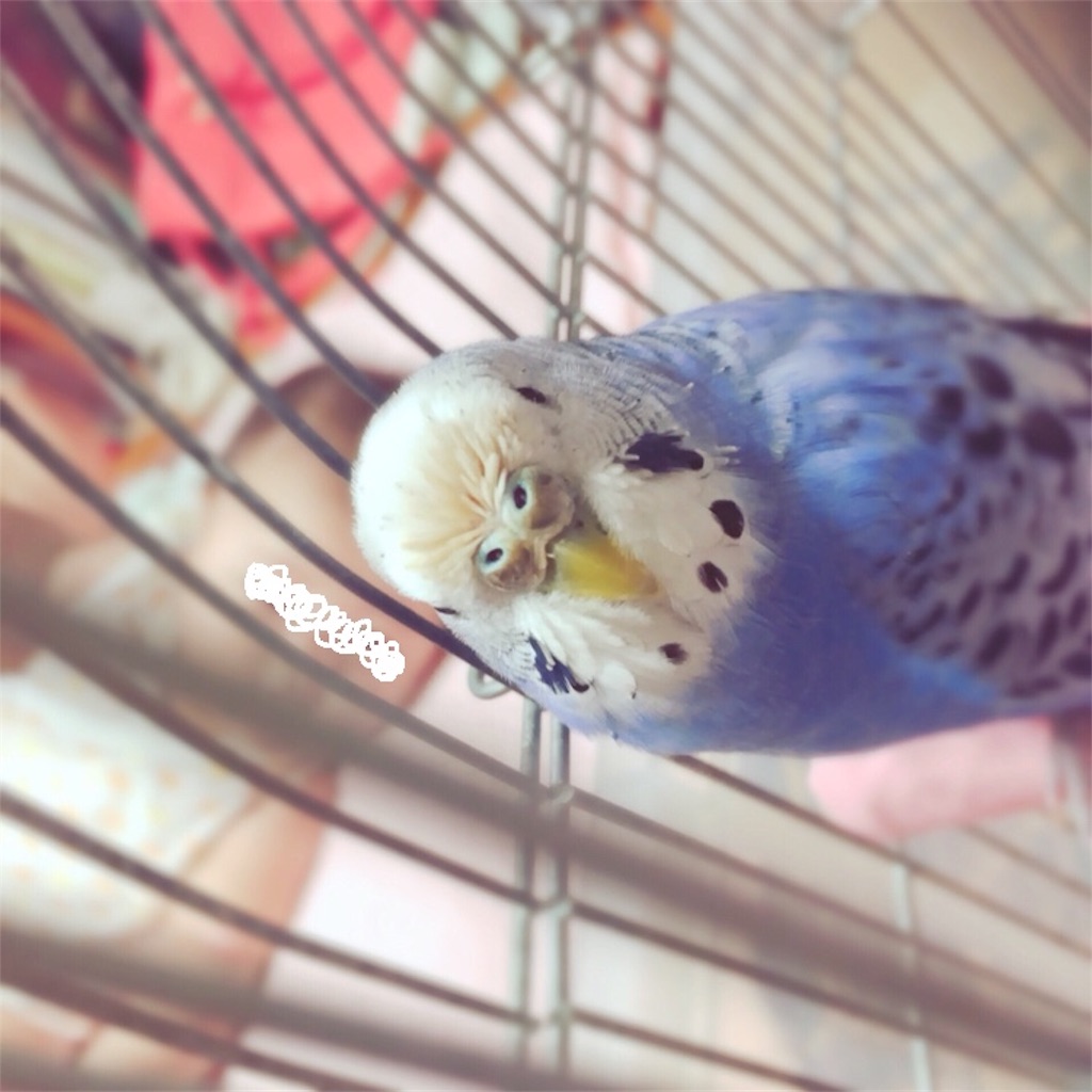 f:id:Abirdofhappiness:20190124202258j:image