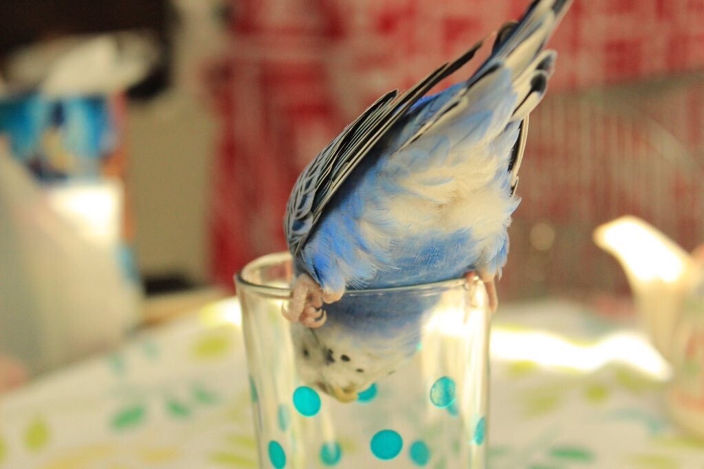 f:id:Abirdofhappiness:20190125115212j:image