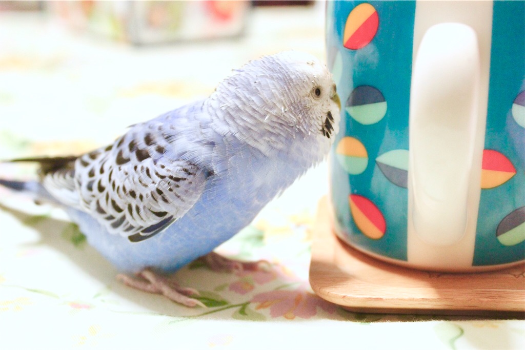 f:id:Abirdofhappiness:20190125164754j:image