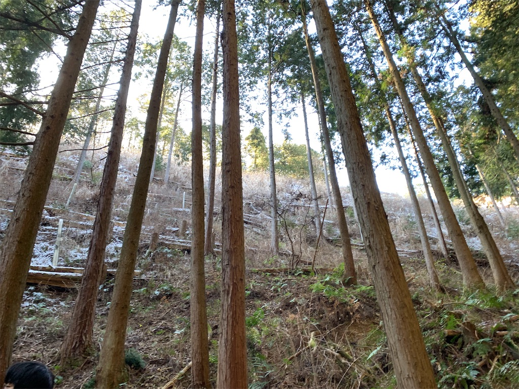 f:id:Acrophobia:20190319121631j:image