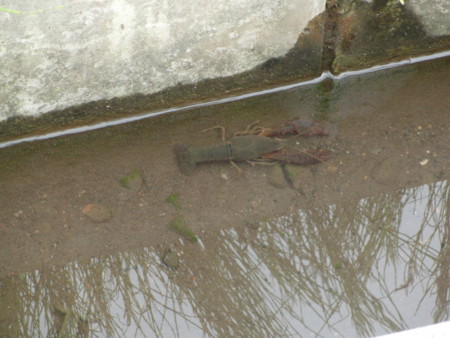 f:id:Actindi:20110619160209j:image