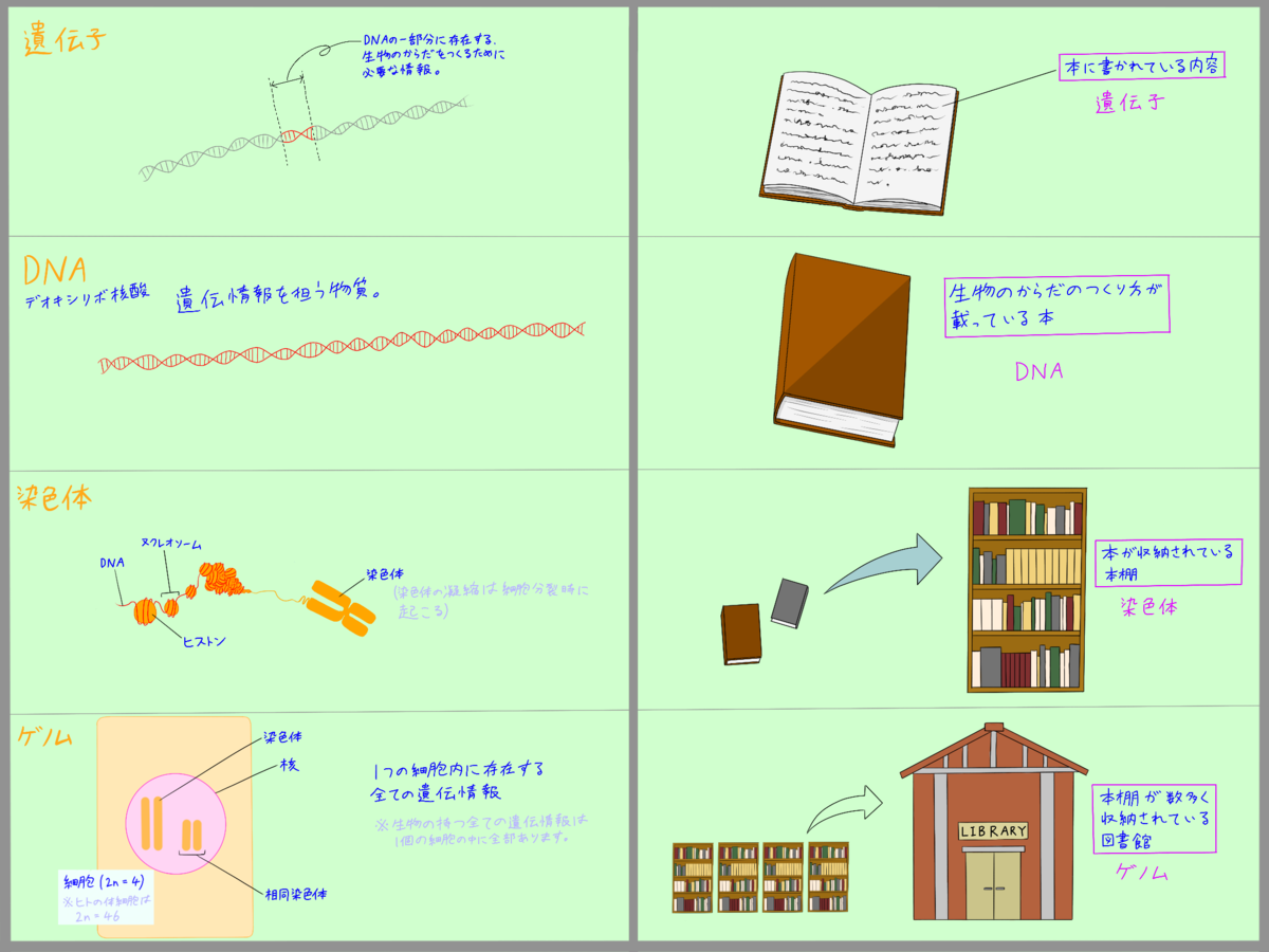 遺伝子とは サイエンスの人気 最新記事を集めました はてな