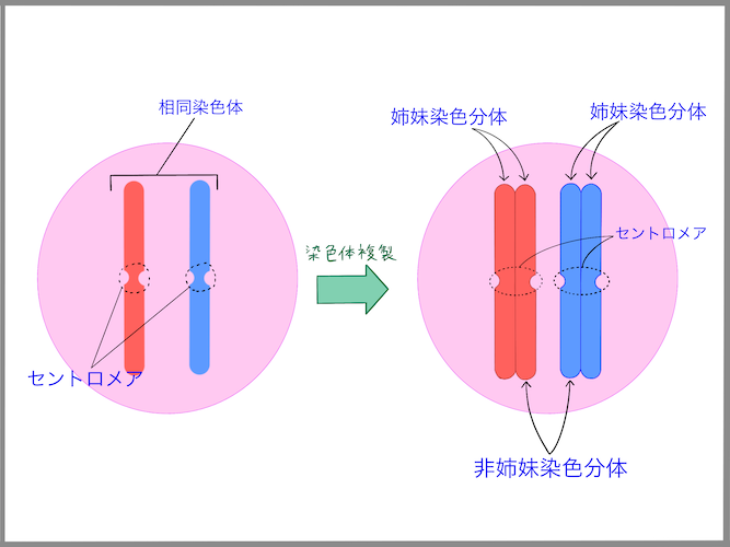 セントロメアとは サイエンスの人気 最新記事を集めました はてな