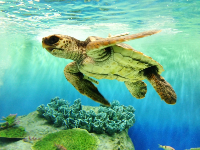 f:id:Ada_bana:20160620003434j:plain