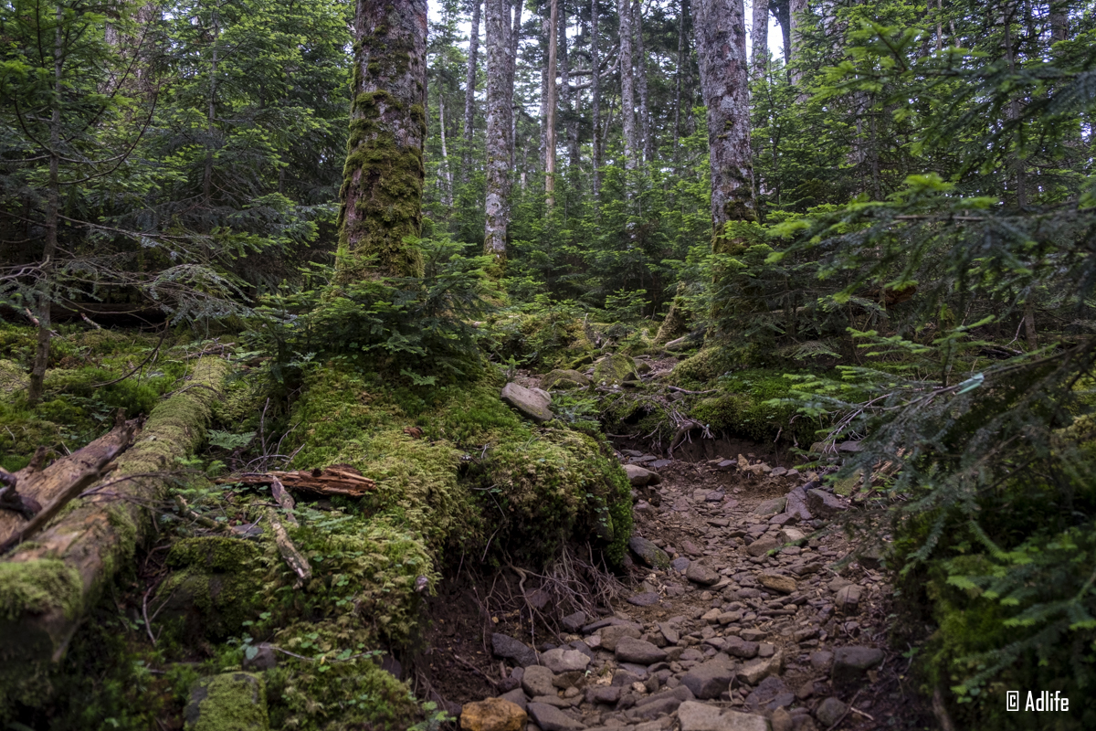 硫黄岳(八ヶ岳連峰)の苔むす登山道