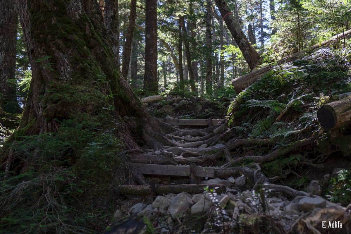 蝶ヶ岳の登山道