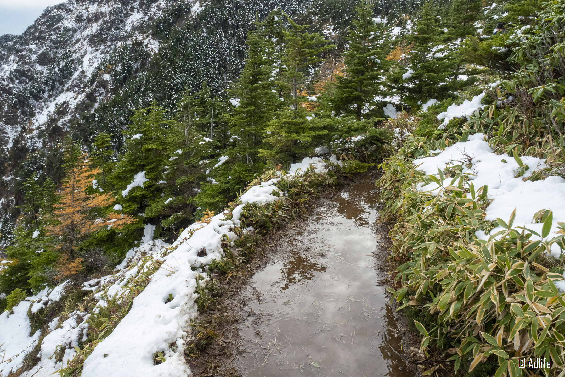 f:id:Adder:20210313125903j:plain