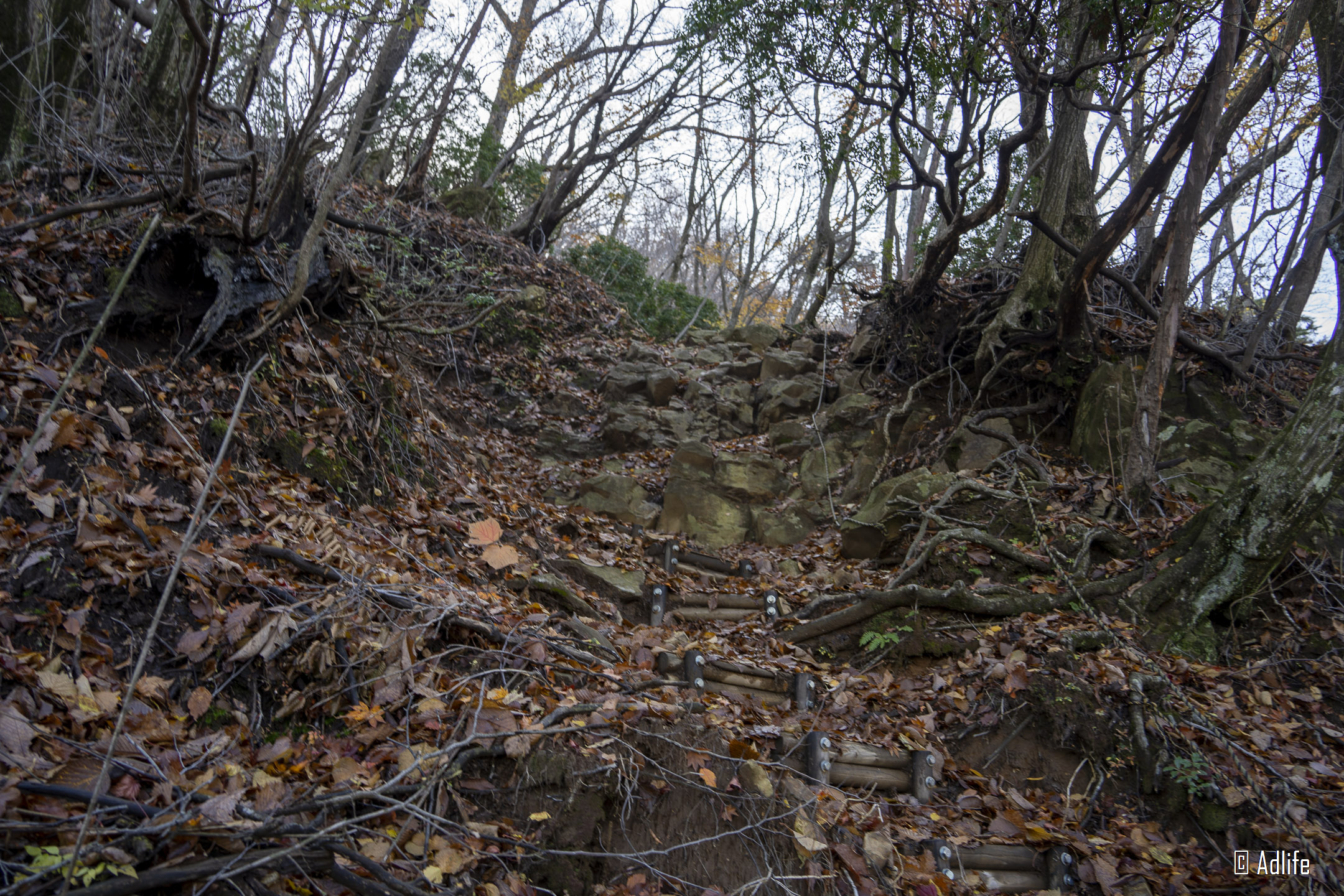 f:id:Adder:20210313125937j:plain