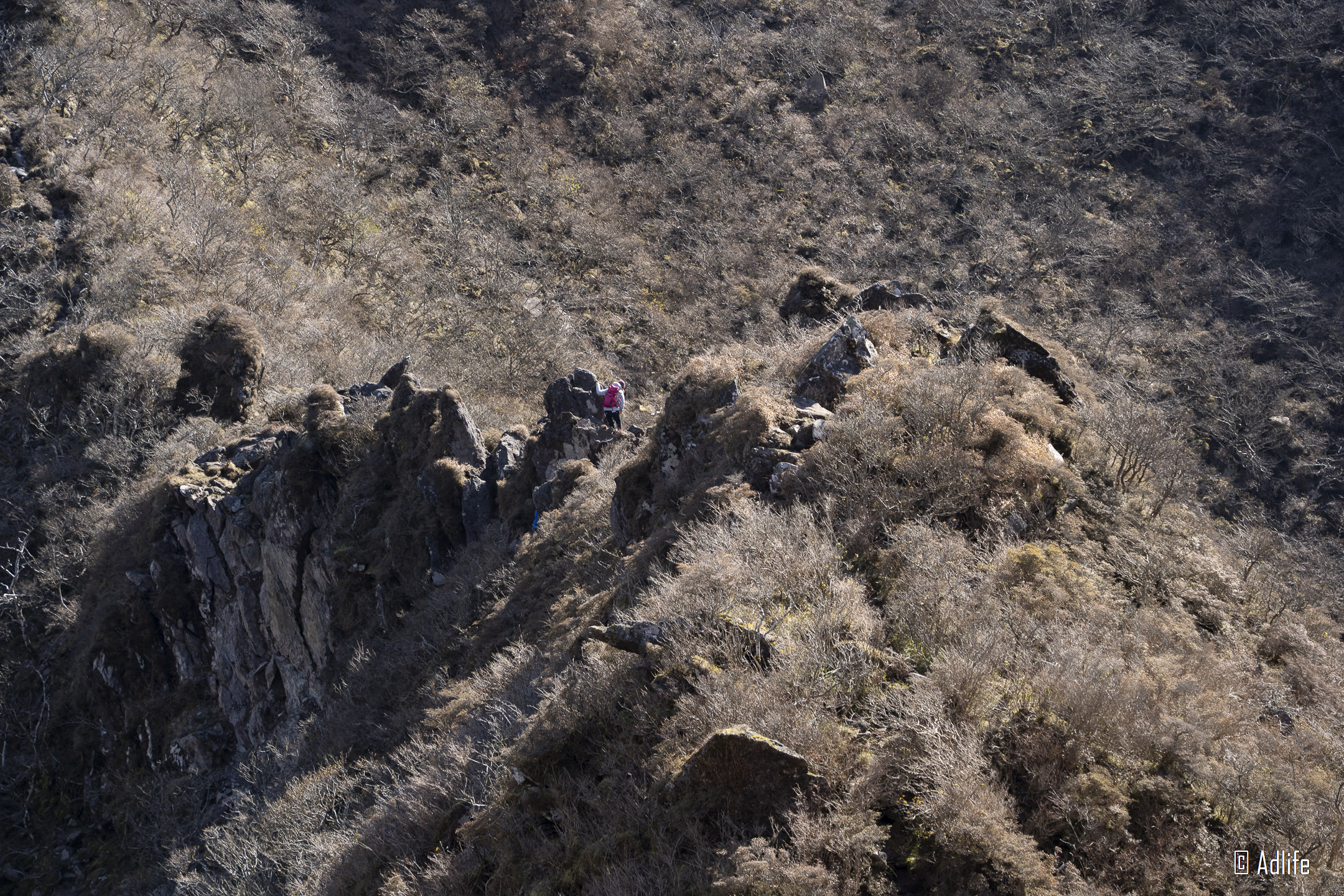 f:id:Adder:20210313125950j:plain