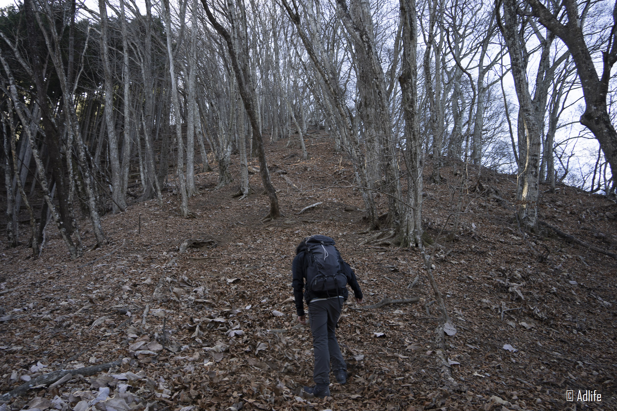 f:id:Adder:20210313125955j:plain