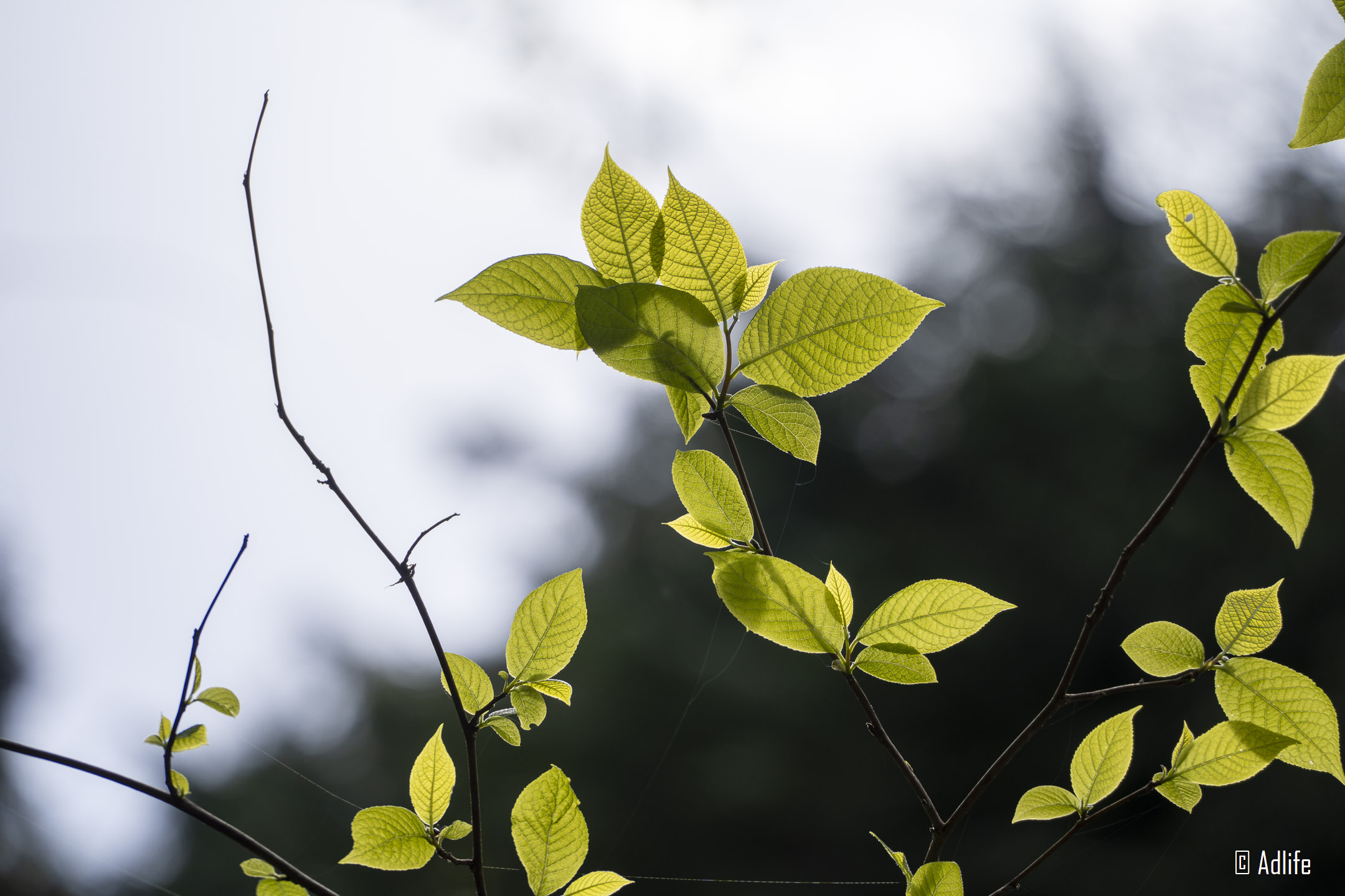 f:id:Adder:20210613100544j:plain