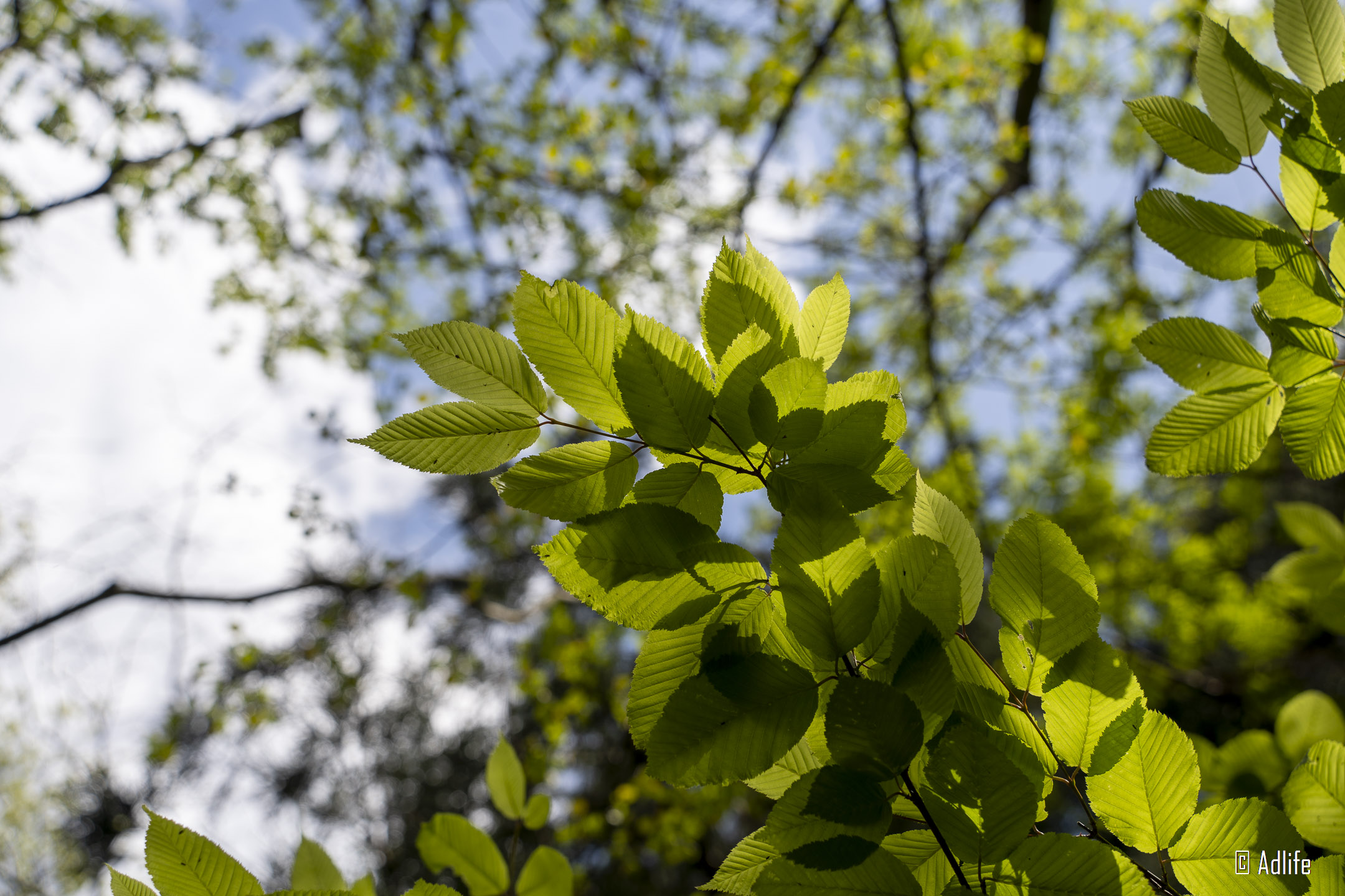 f:id:Adder:20210613100558j:plain