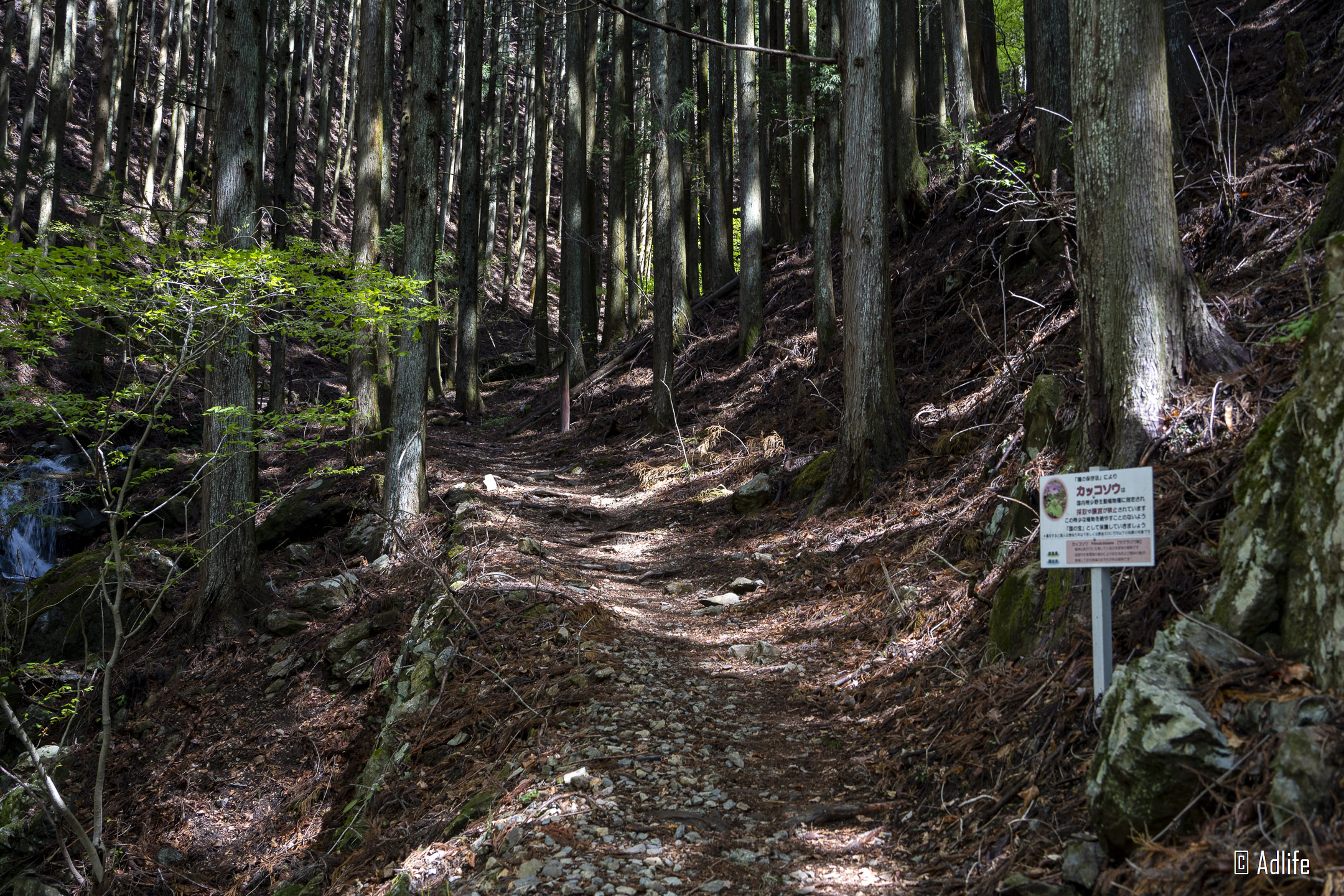 f:id:Adder:20210613100610j:plain