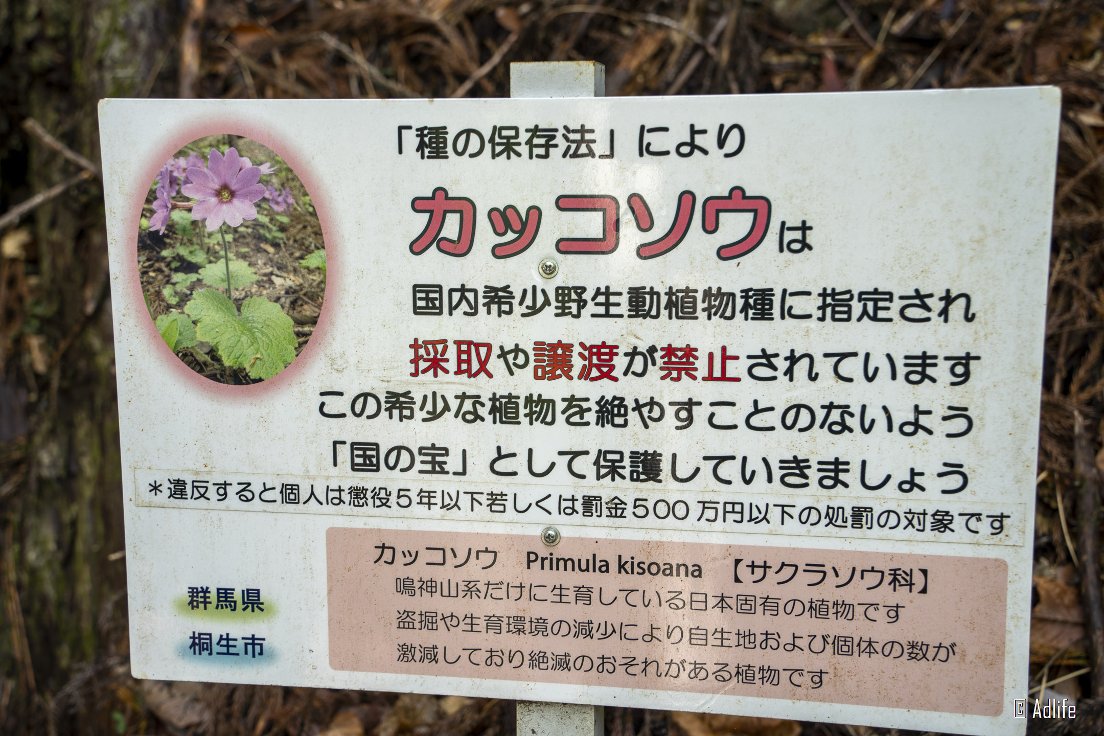 f:id:Adder:20210613100616j:plain