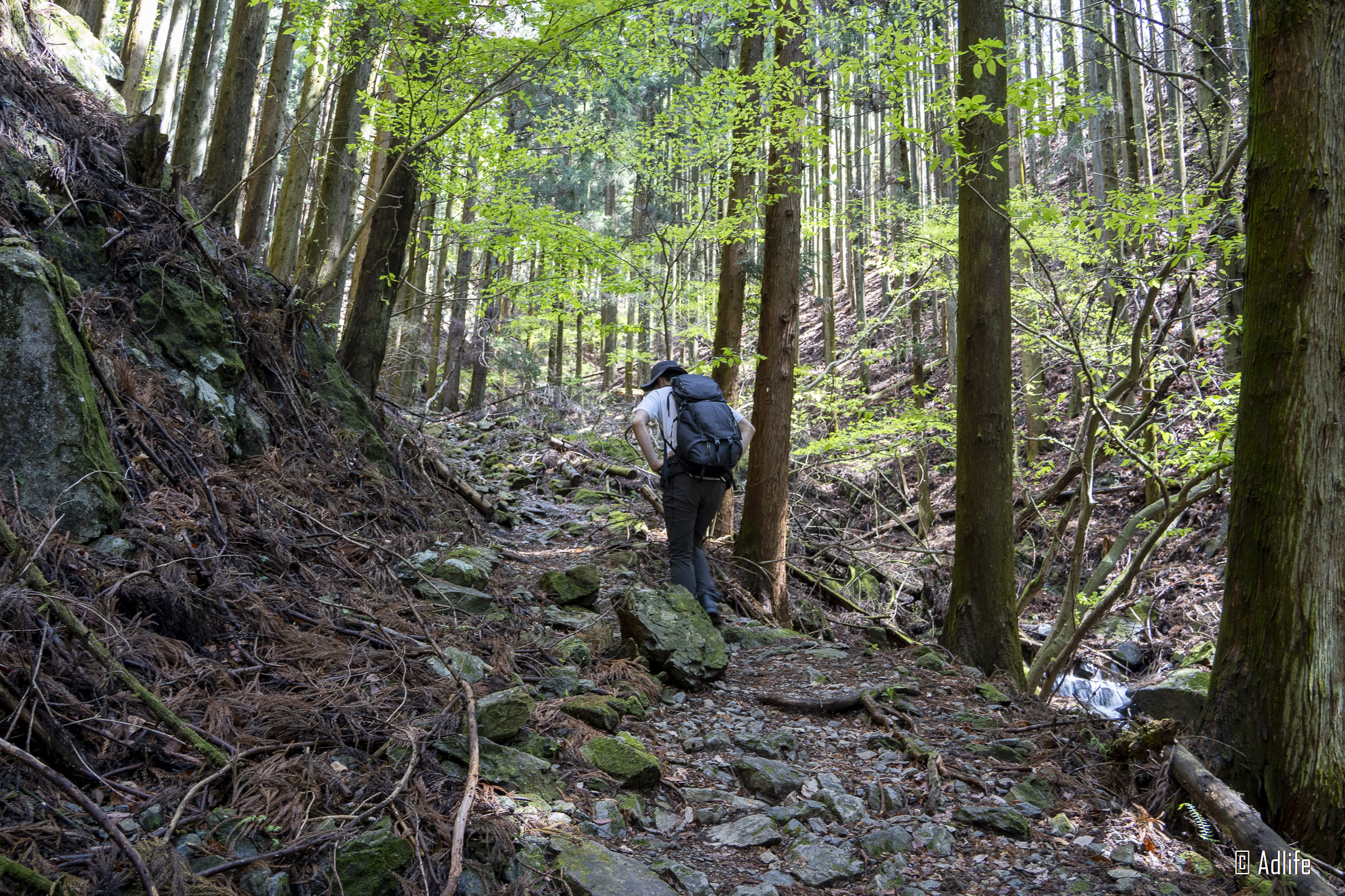 f:id:Adder:20210613100643j:plain