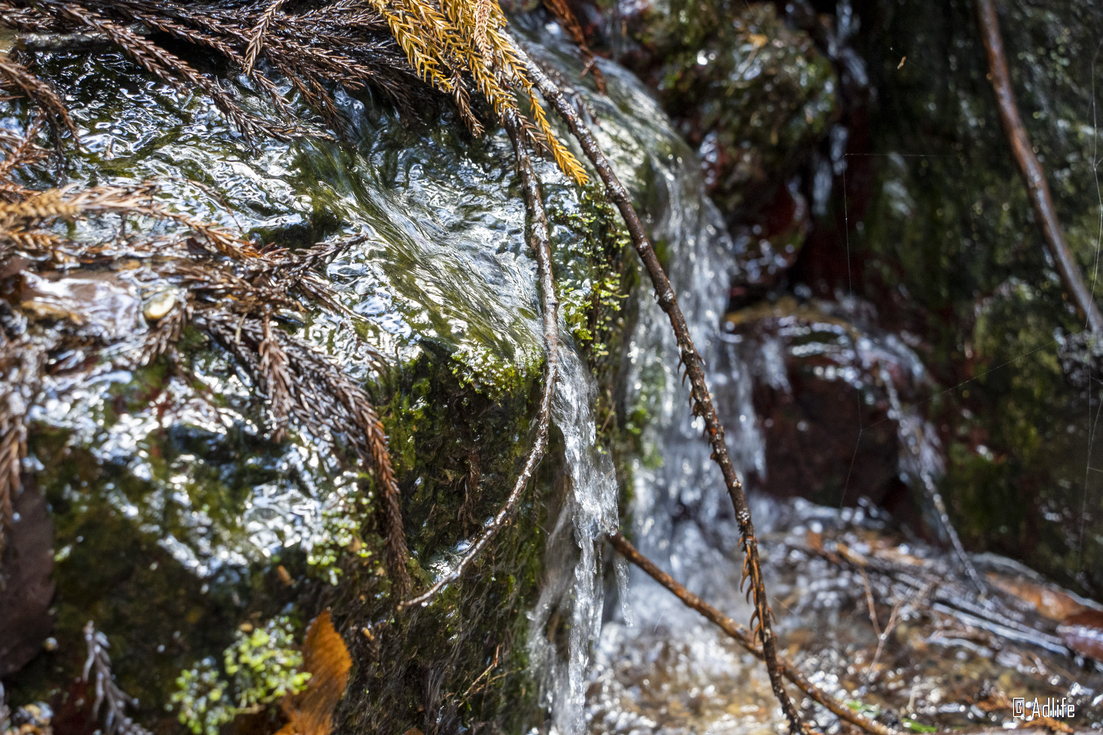 f:id:Adder:20210613100702j:plain