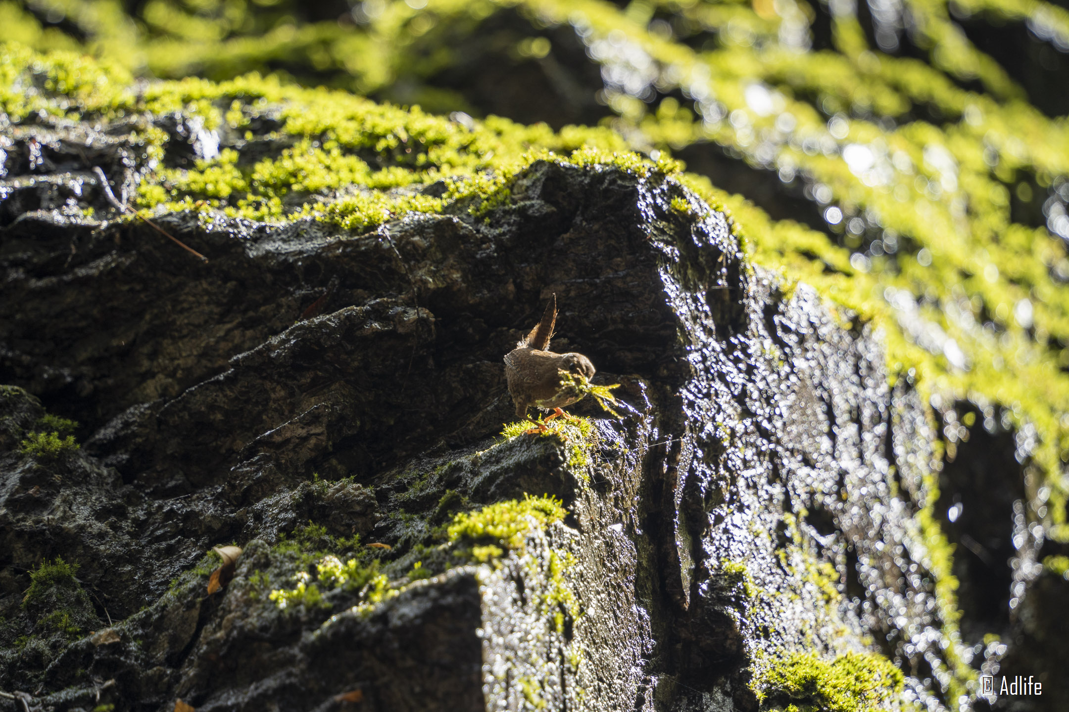 f:id:Adder:20210613100717j:plain