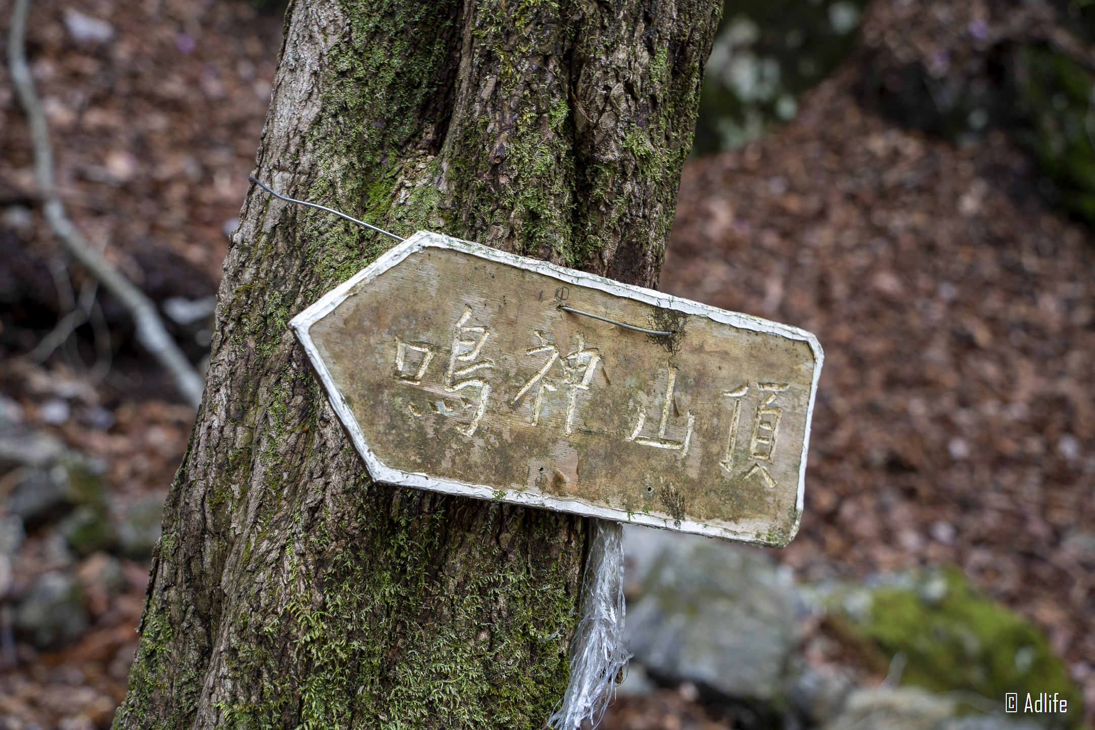 f:id:Adder:20210613100748j:plain