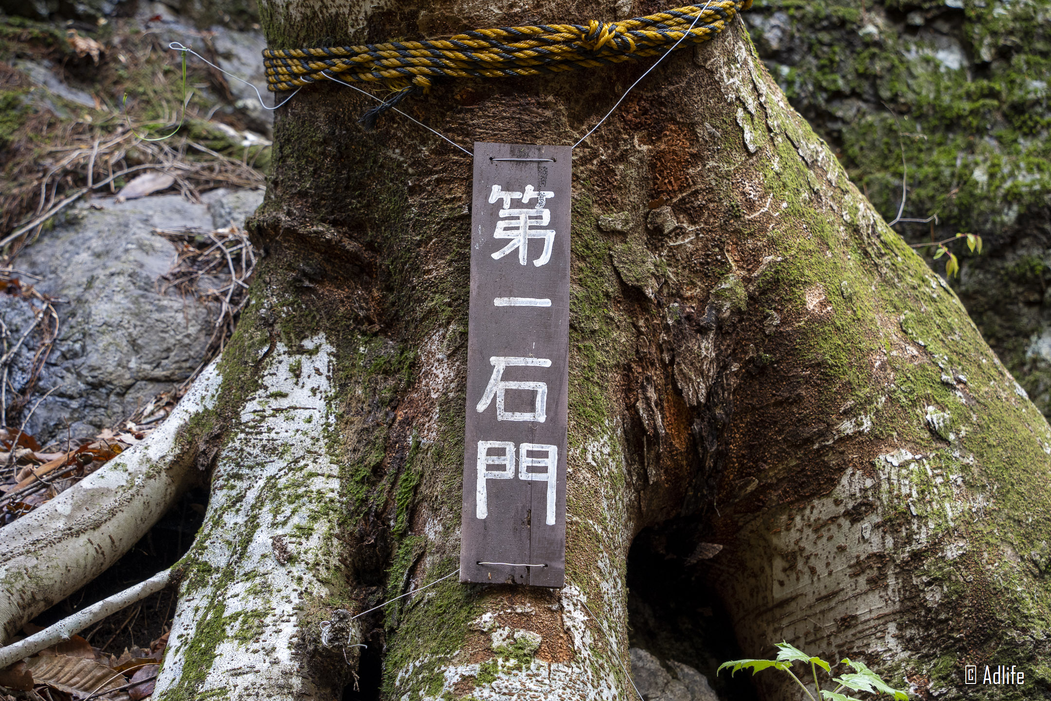 f:id:Adder:20210613100754j:plain