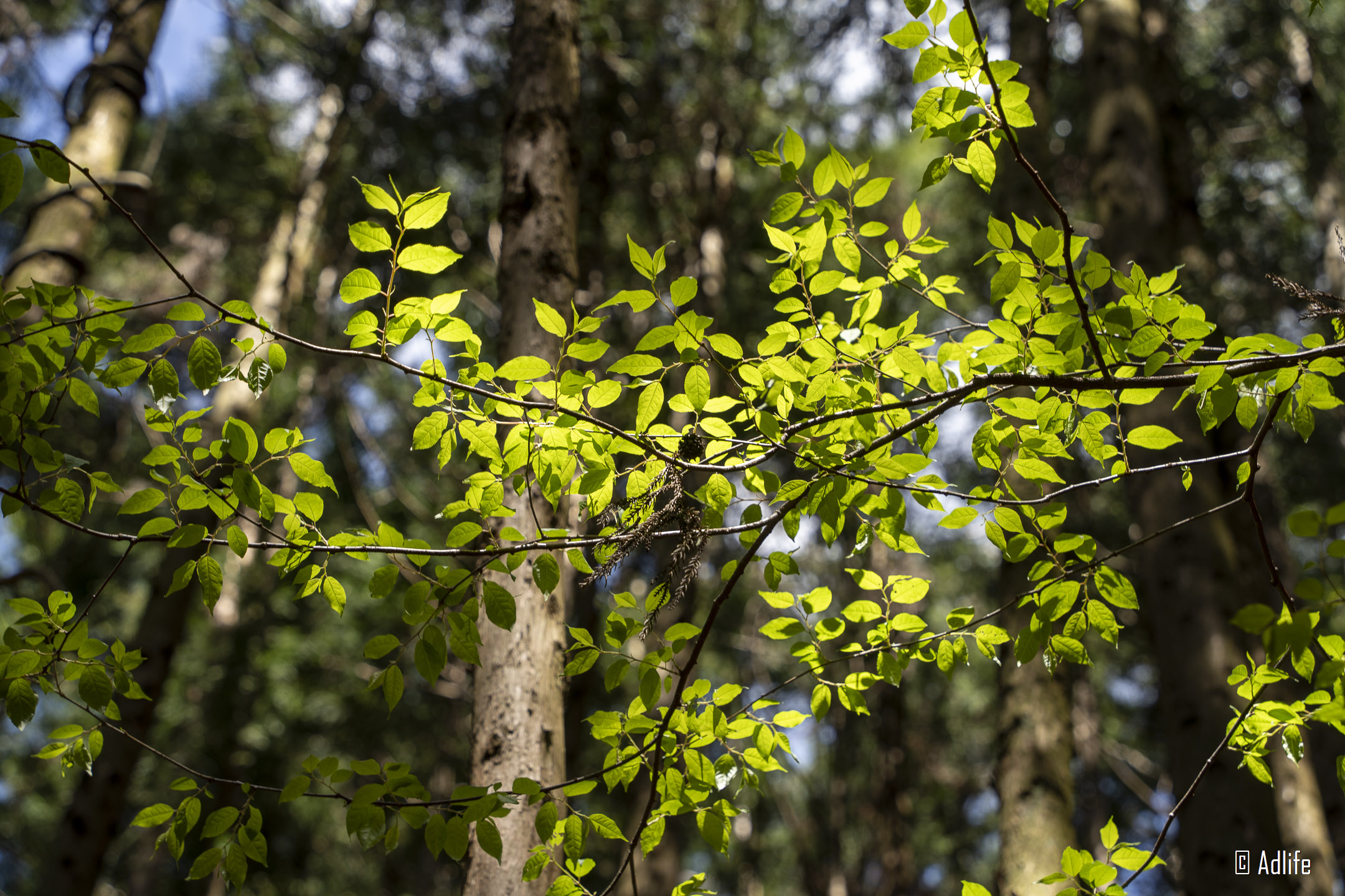 f:id:Adder:20210613100806j:plain