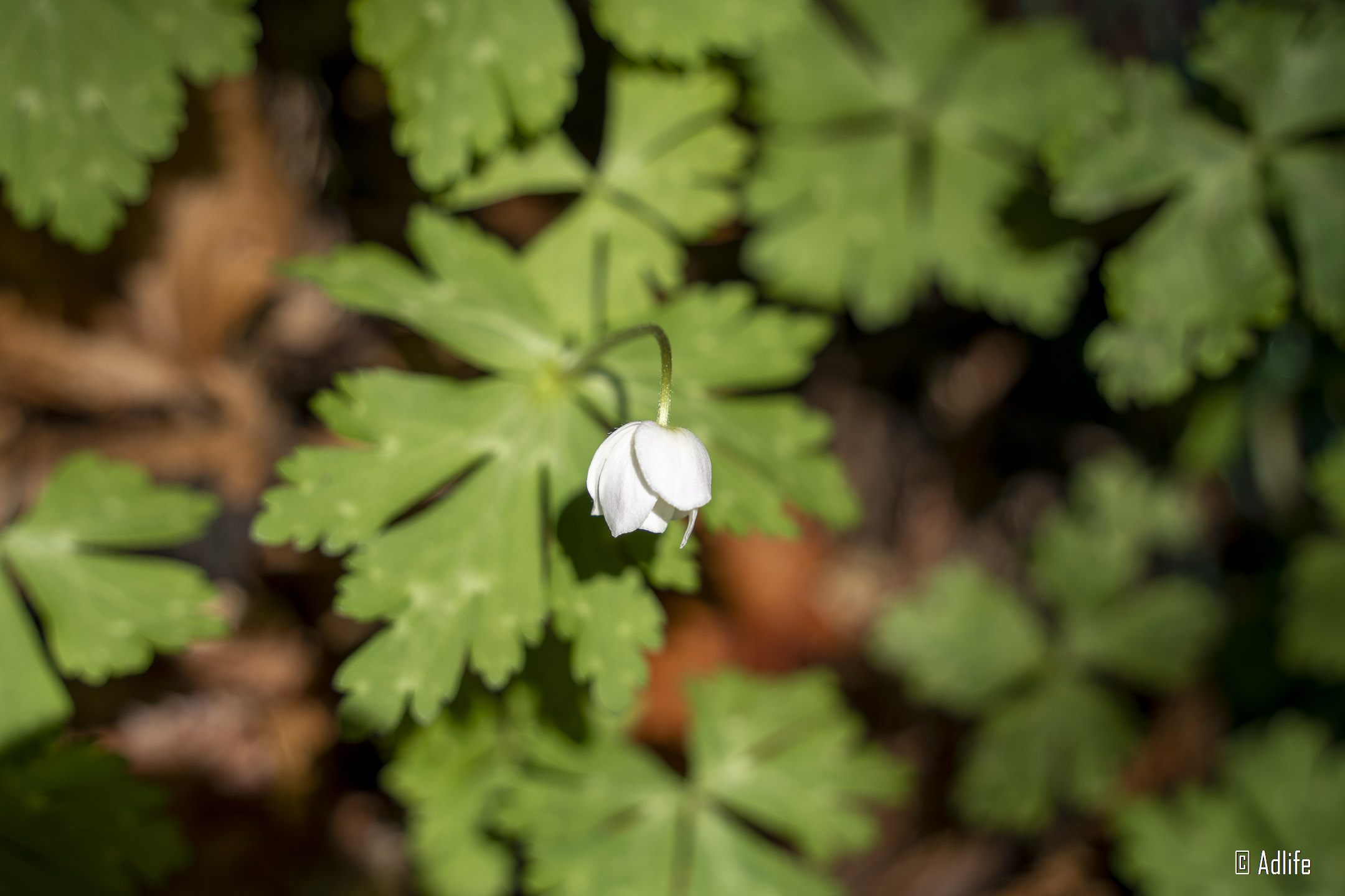 f:id:Adder:20210613100824j:plain