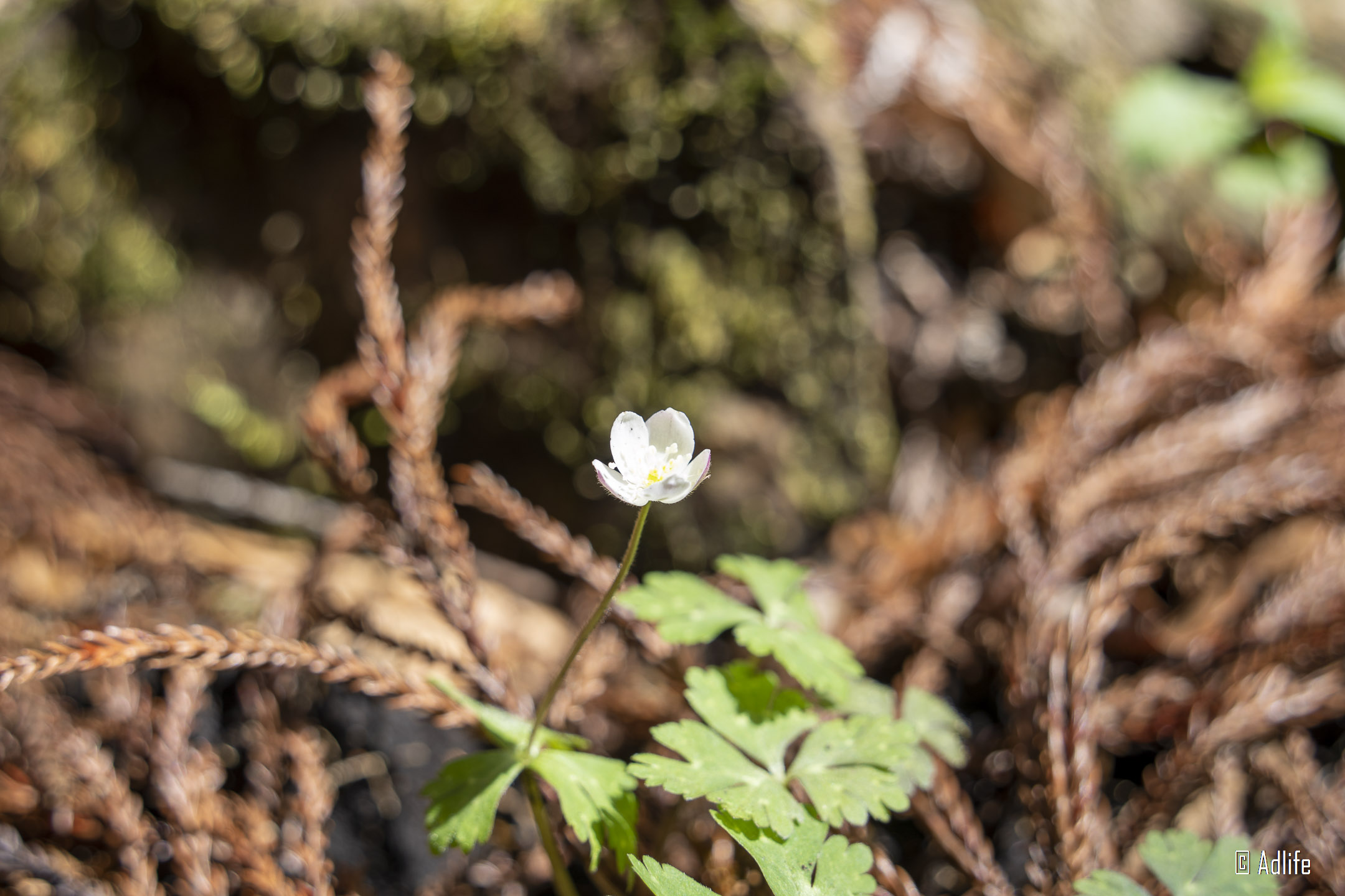 f:id:Adder:20210613100836j:plain