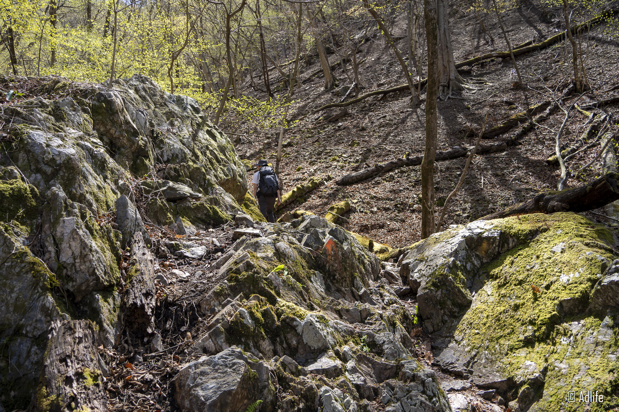 f:id:Adder:20210613100929j:plain