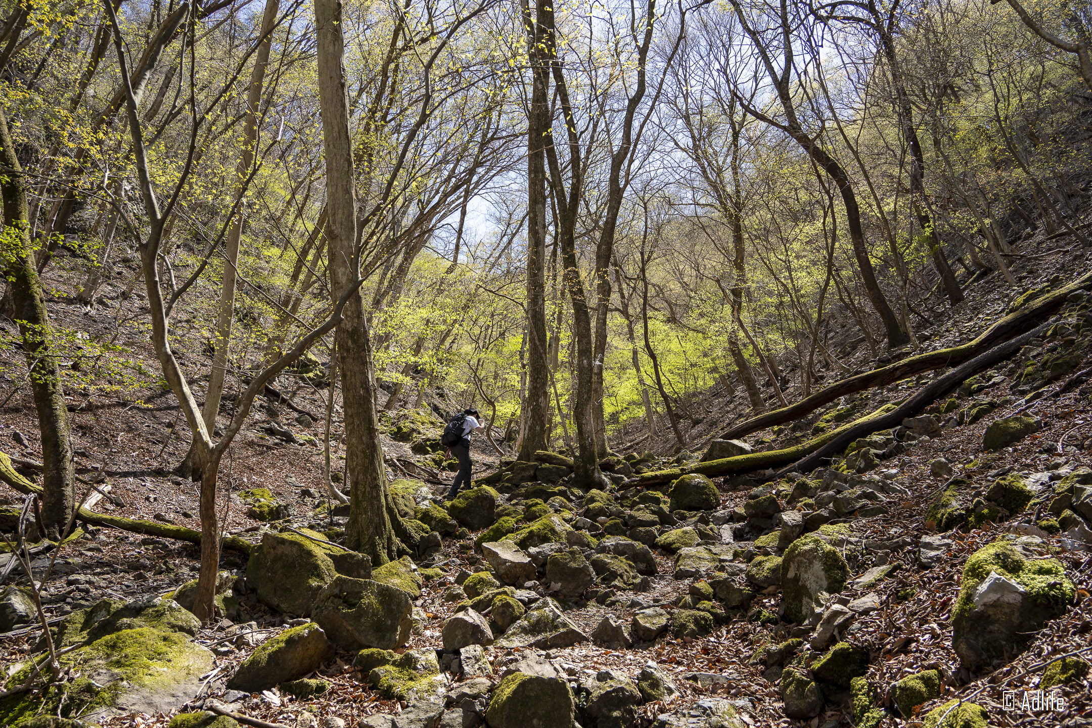 f:id:Adder:20210613100941j:plain