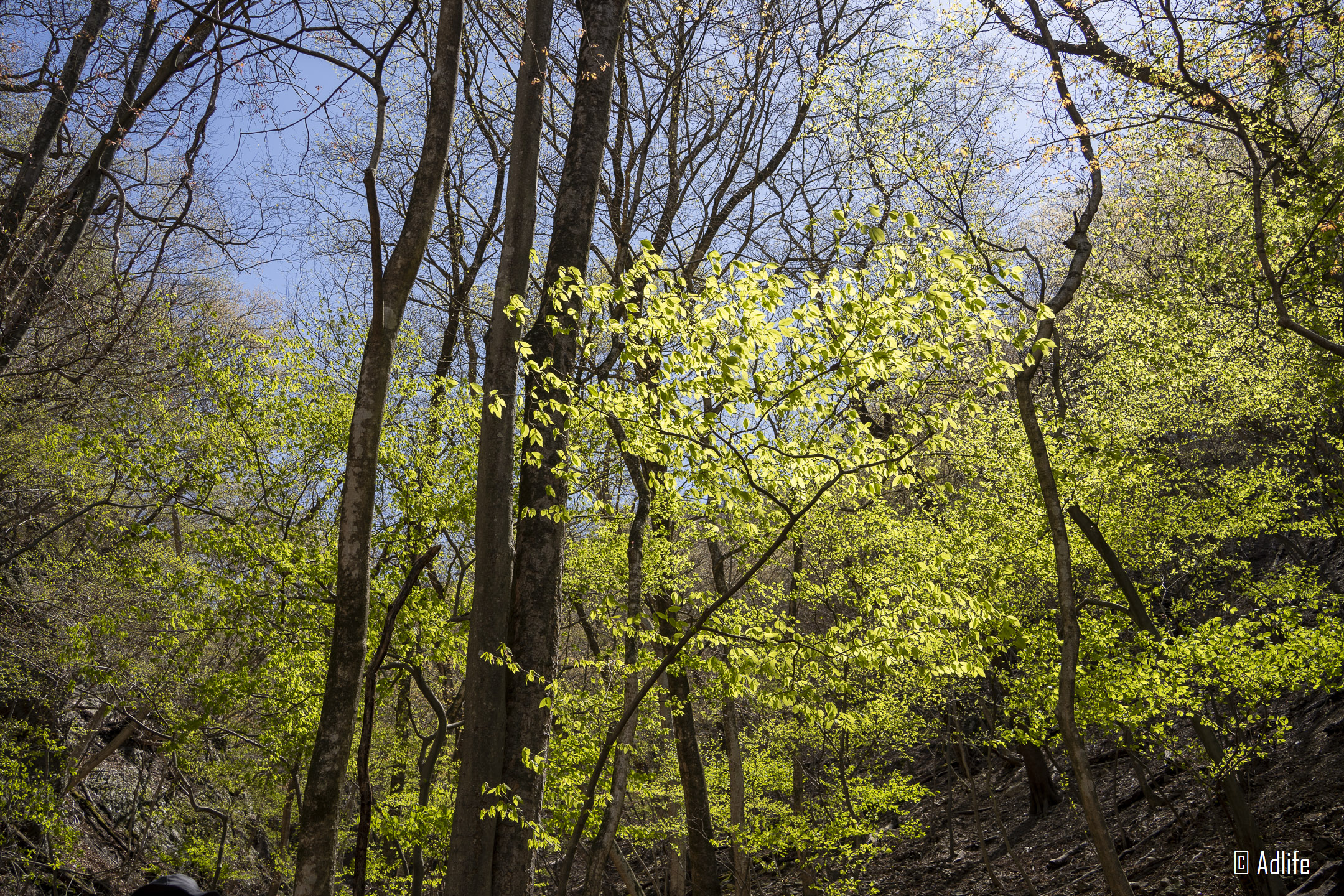 f:id:Adder:20210613100948j:plain