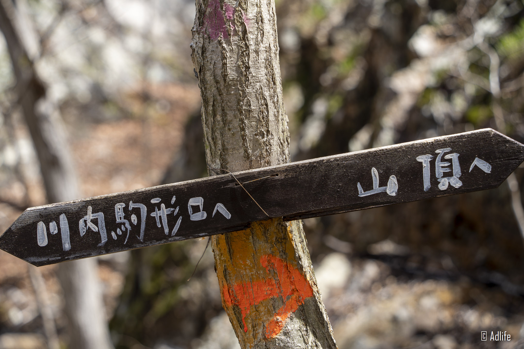 f:id:Adder:20210613101007j:plain