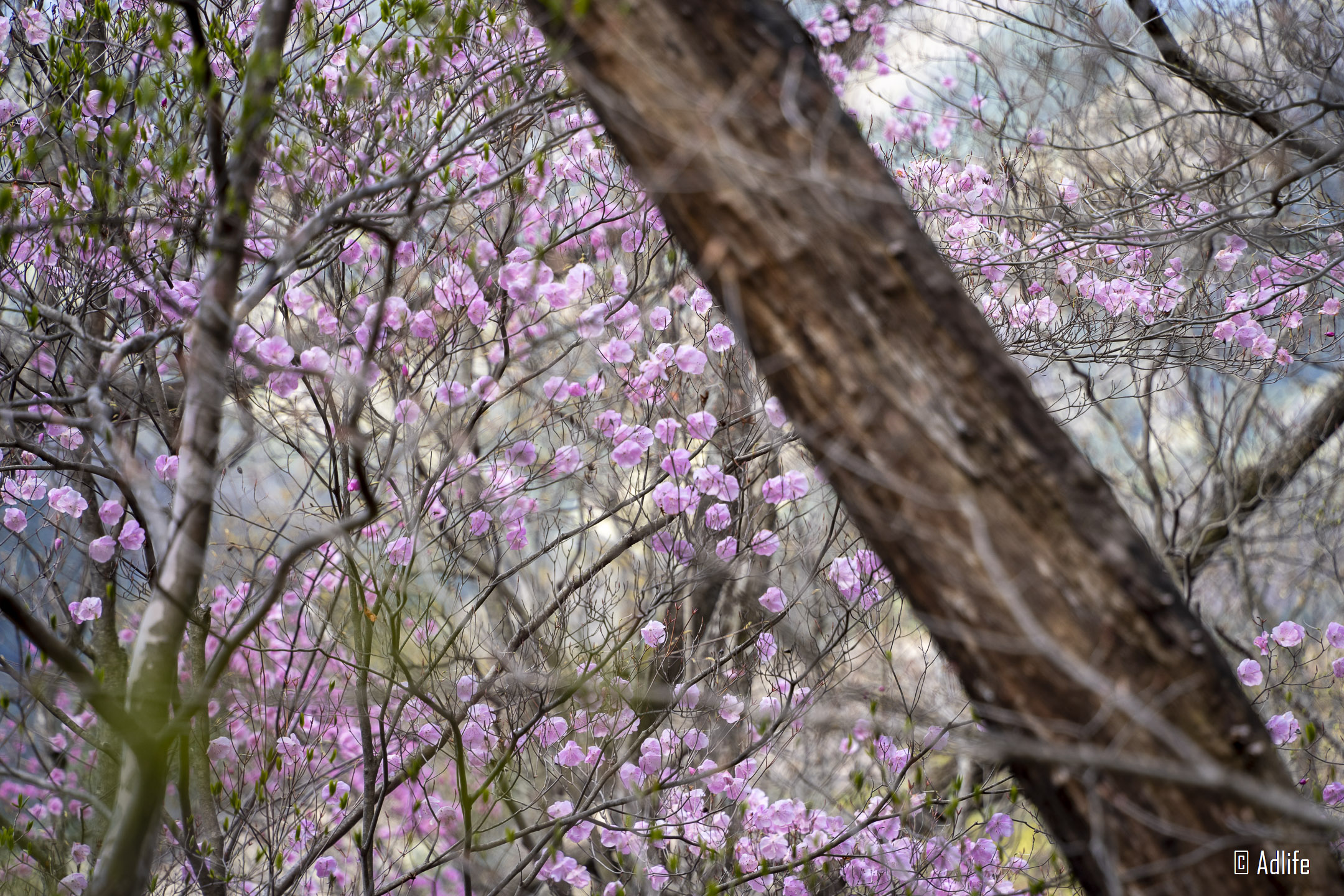 f:id:Adder:20210613101026j:plain