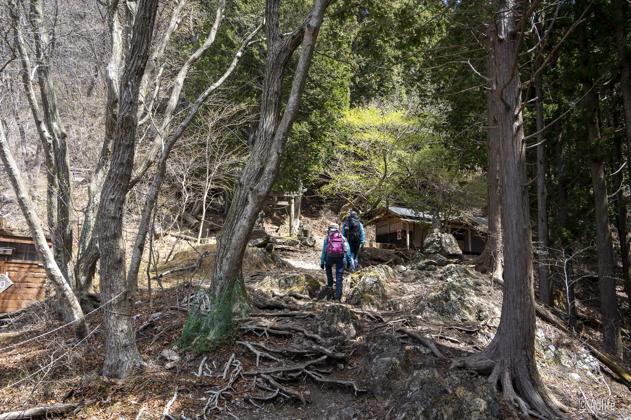 f:id:Adder:20210613101050j:plain