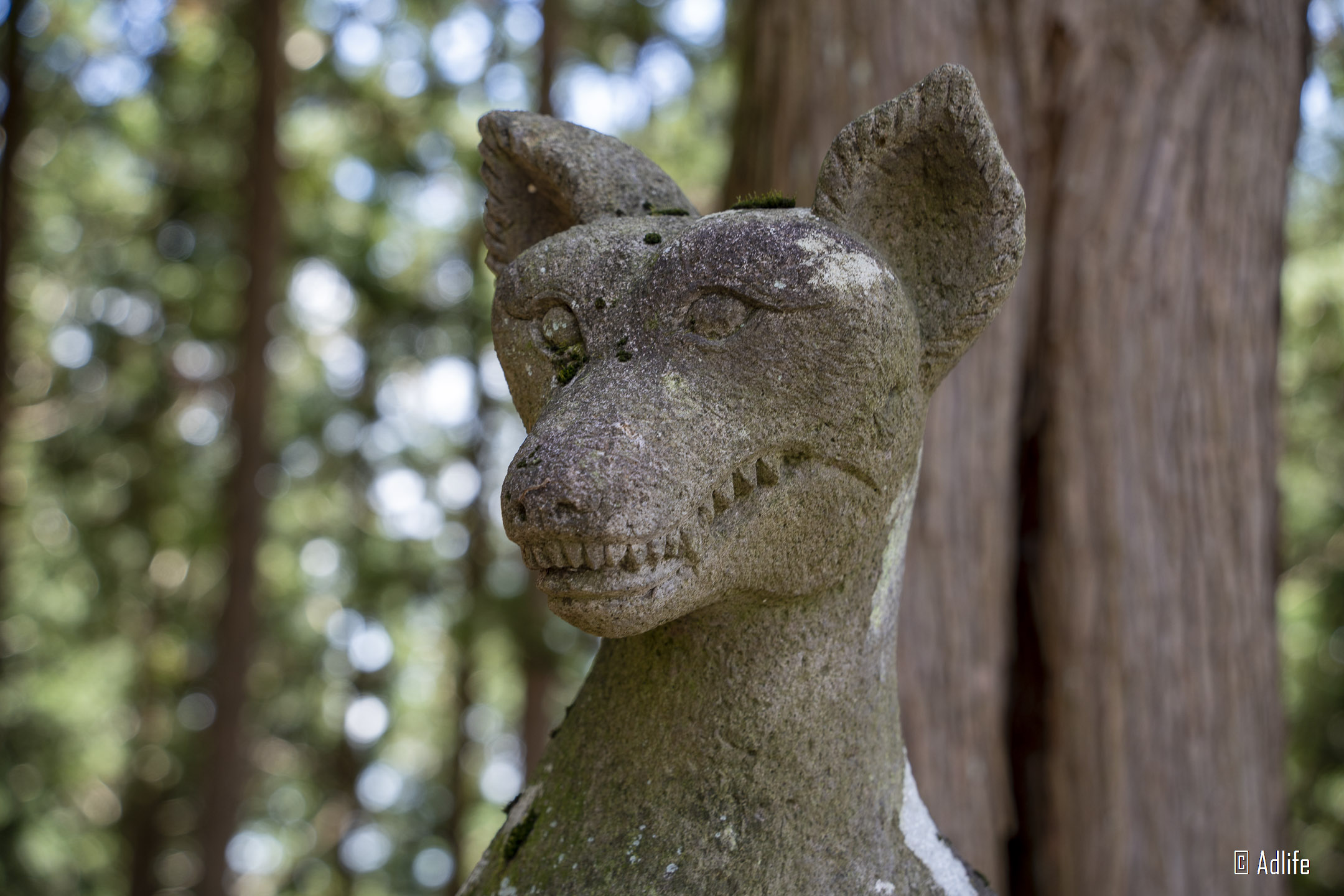 f:id:Adder:20210613101140j:plain