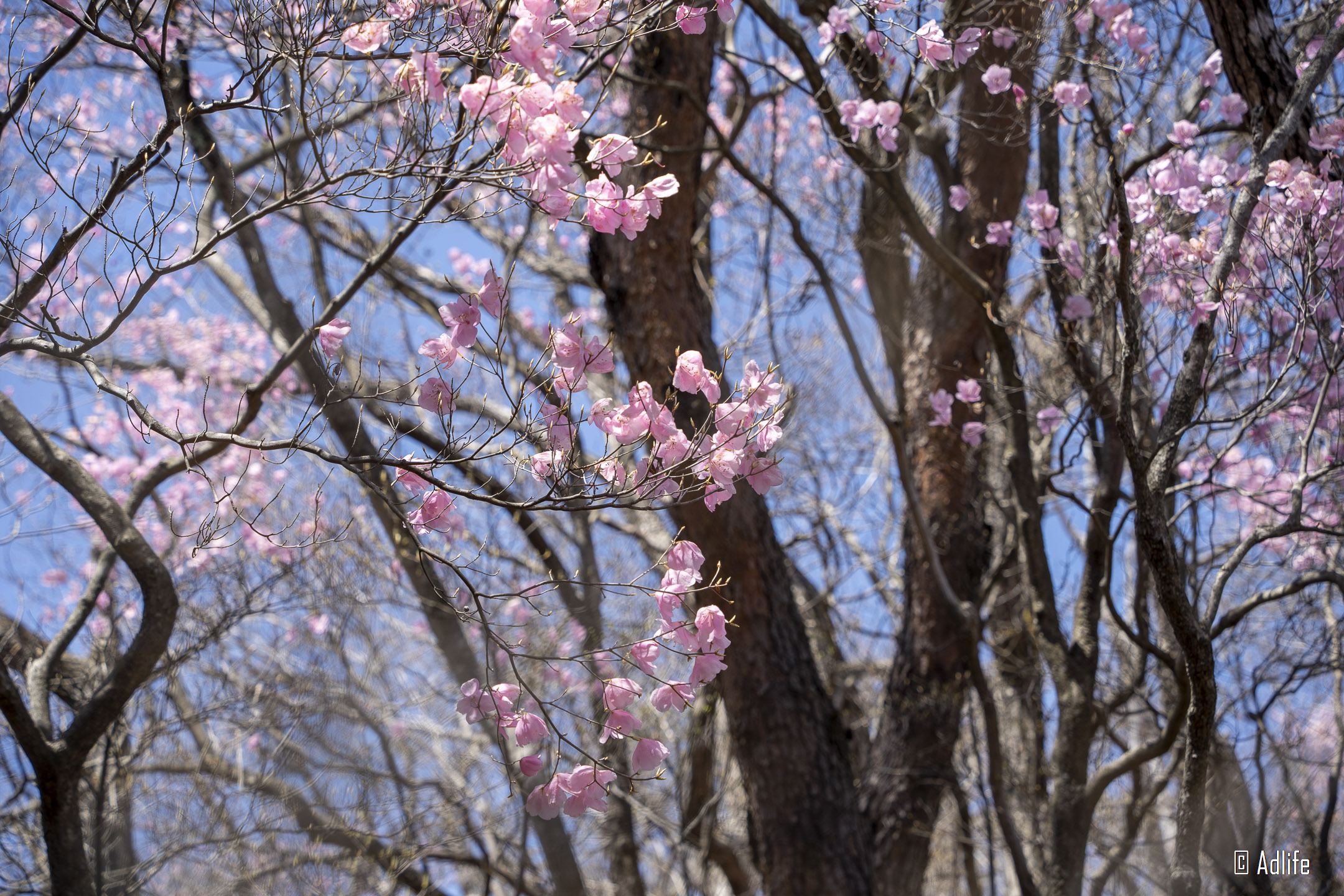 f:id:Adder:20210613101204j:plain