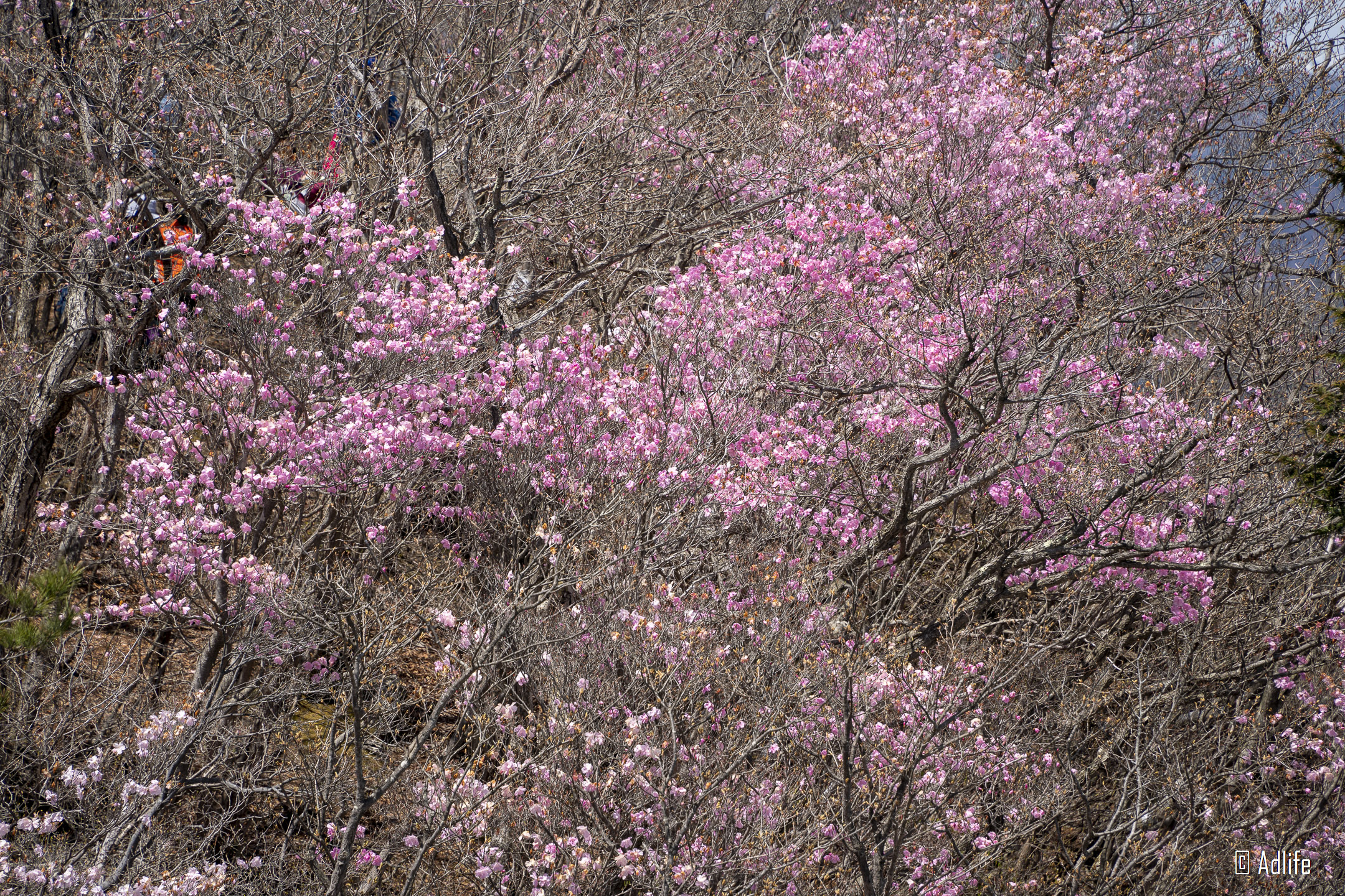 f:id:Adder:20210613101218j:plain