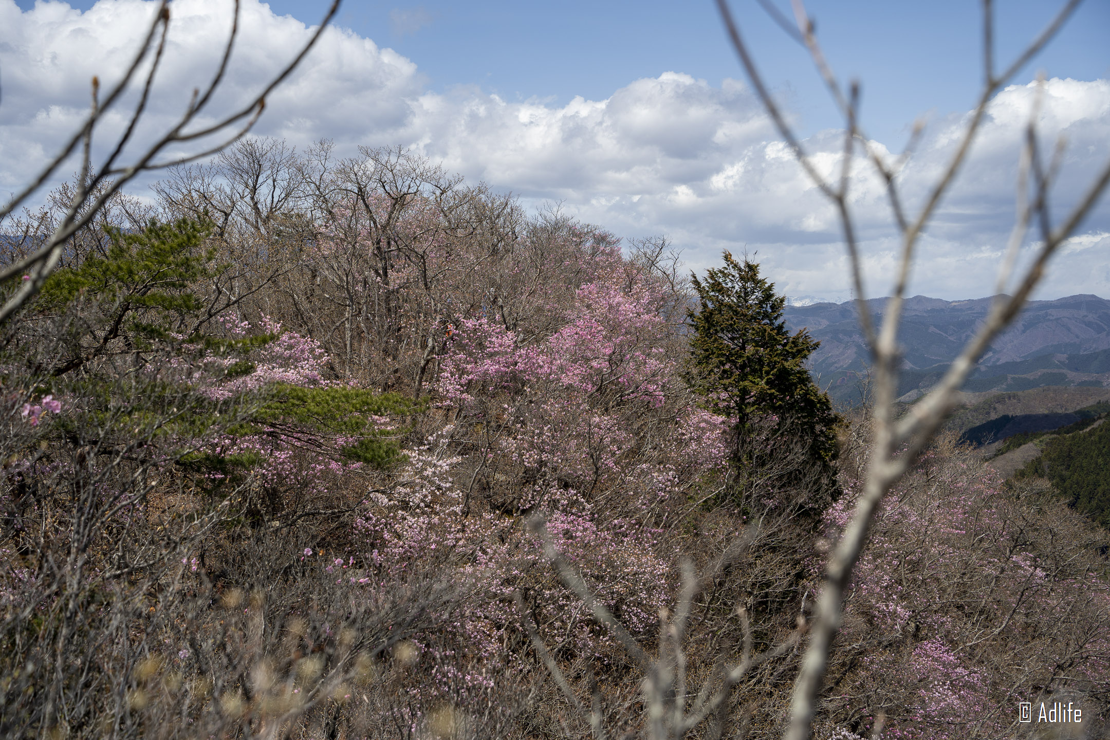 f:id:Adder:20210613101224j:plain