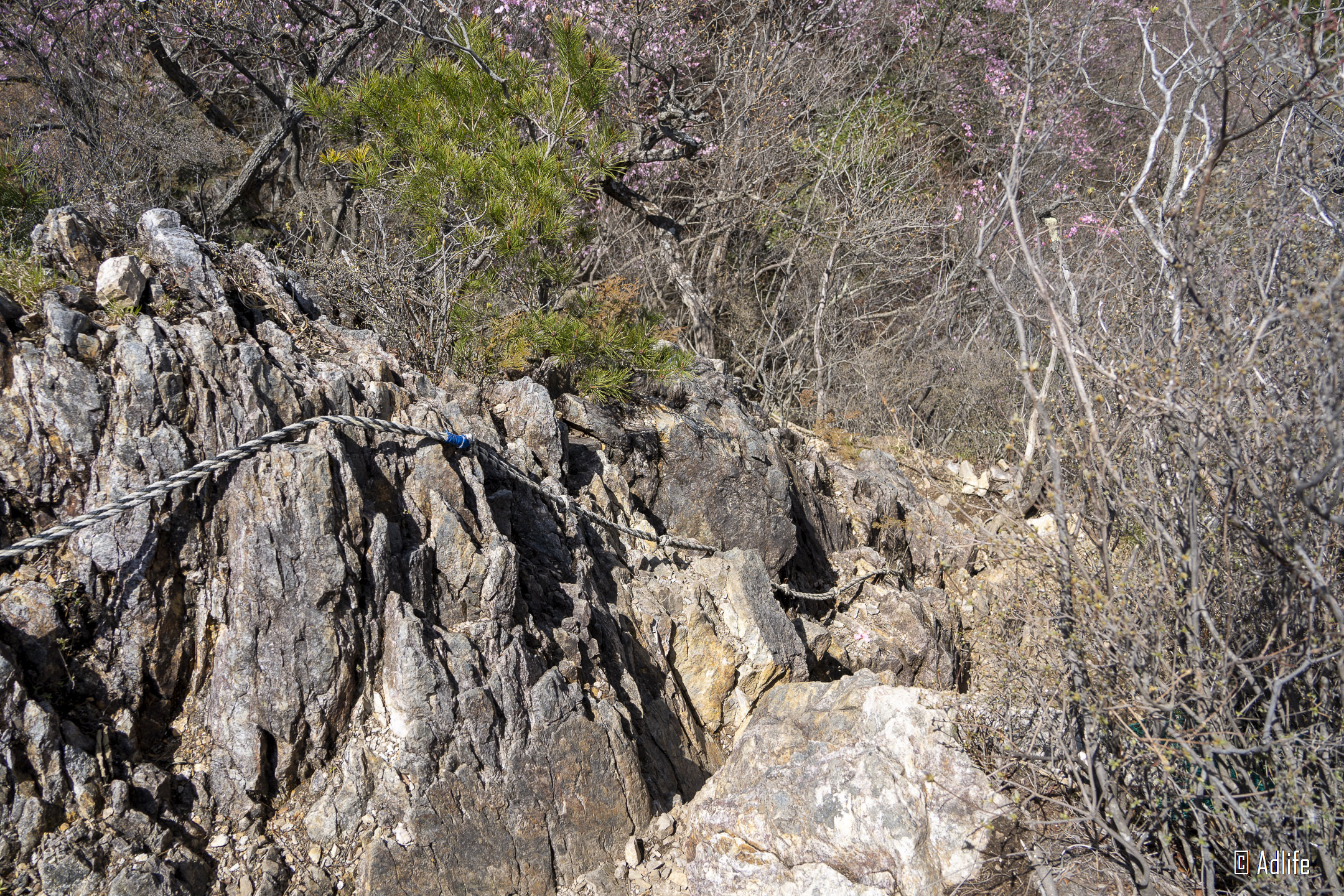 f:id:Adder:20210613101454j:plain