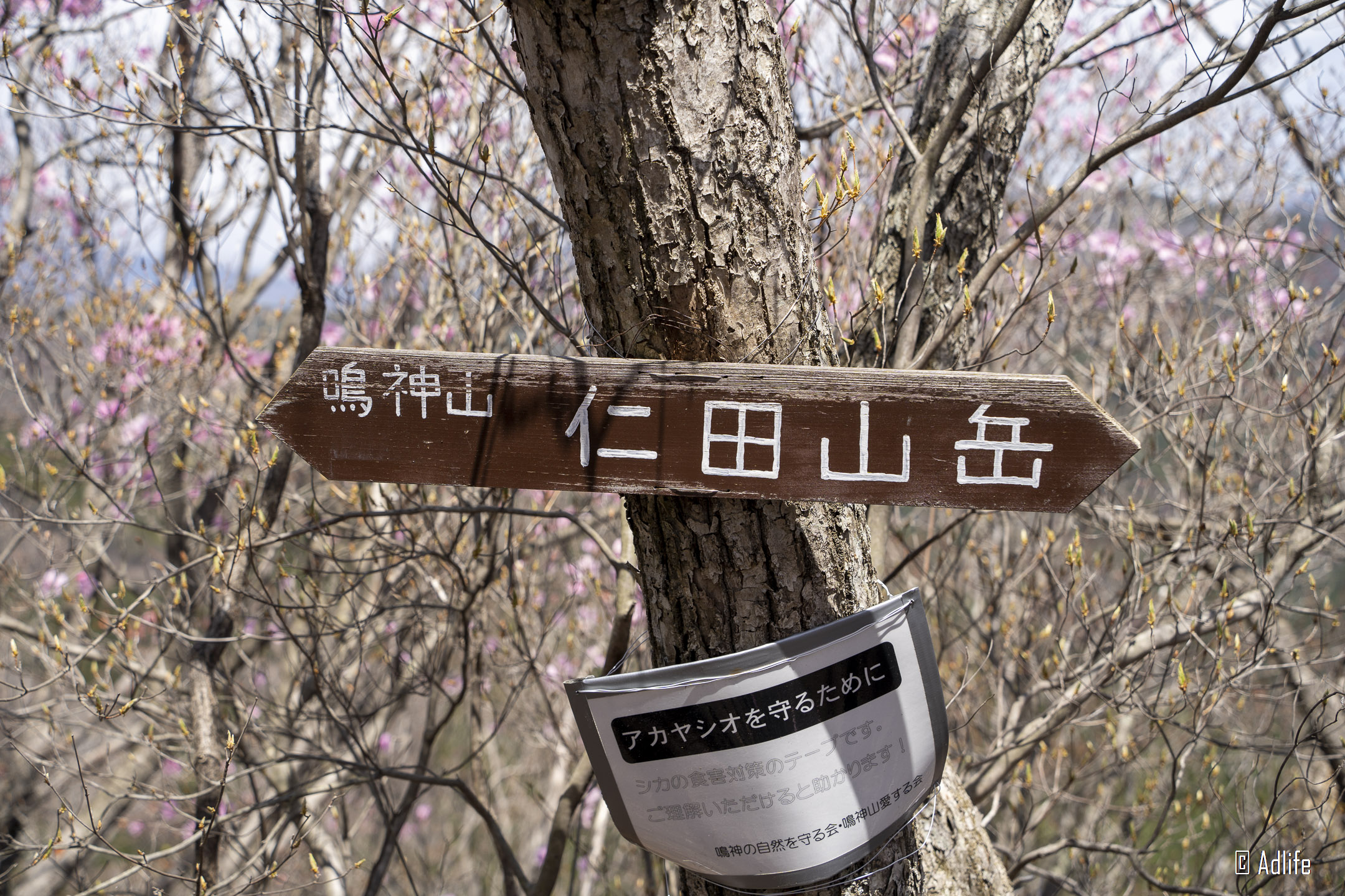 f:id:Adder:20210613101506j:plain