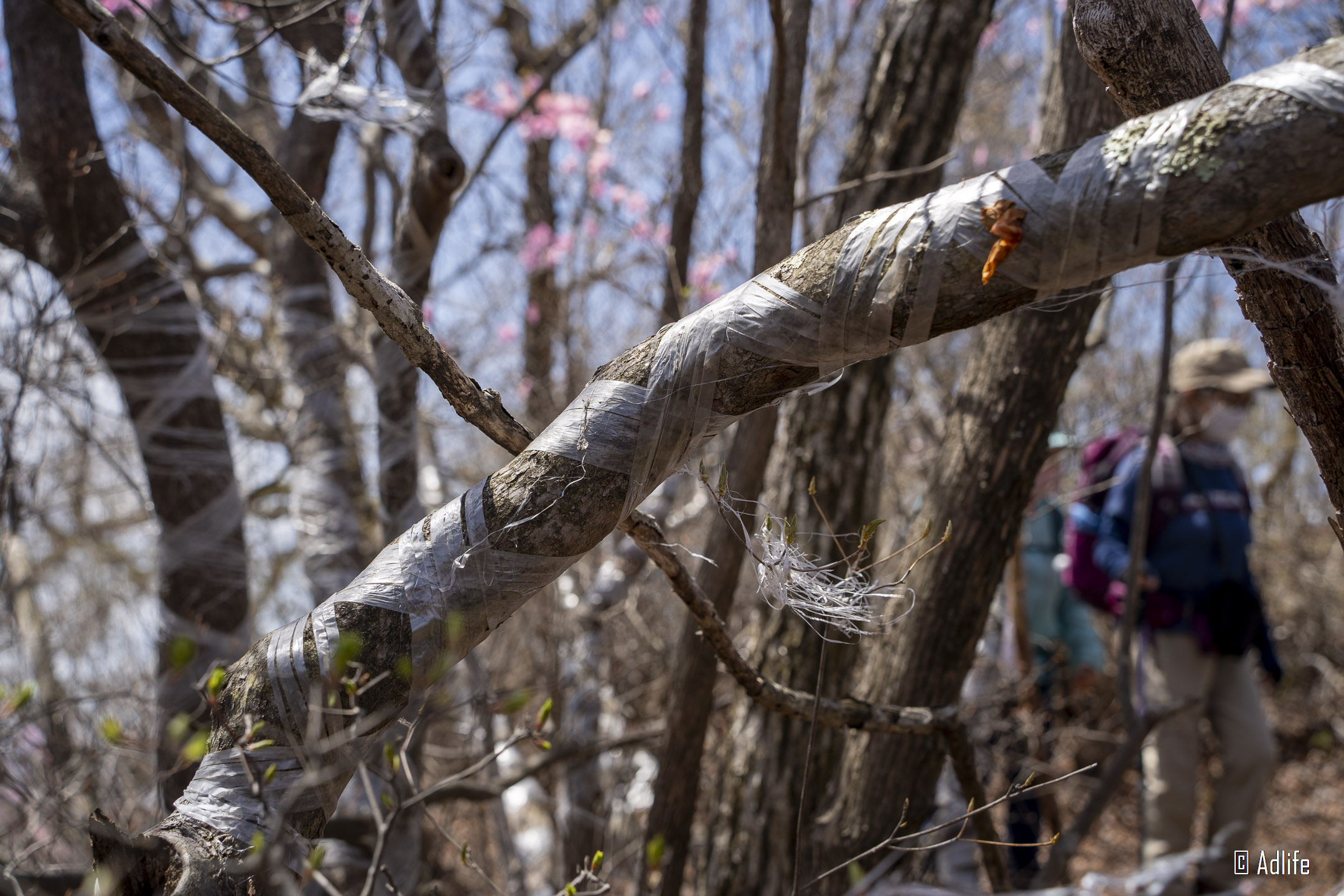 f:id:Adder:20210613101512j:plain