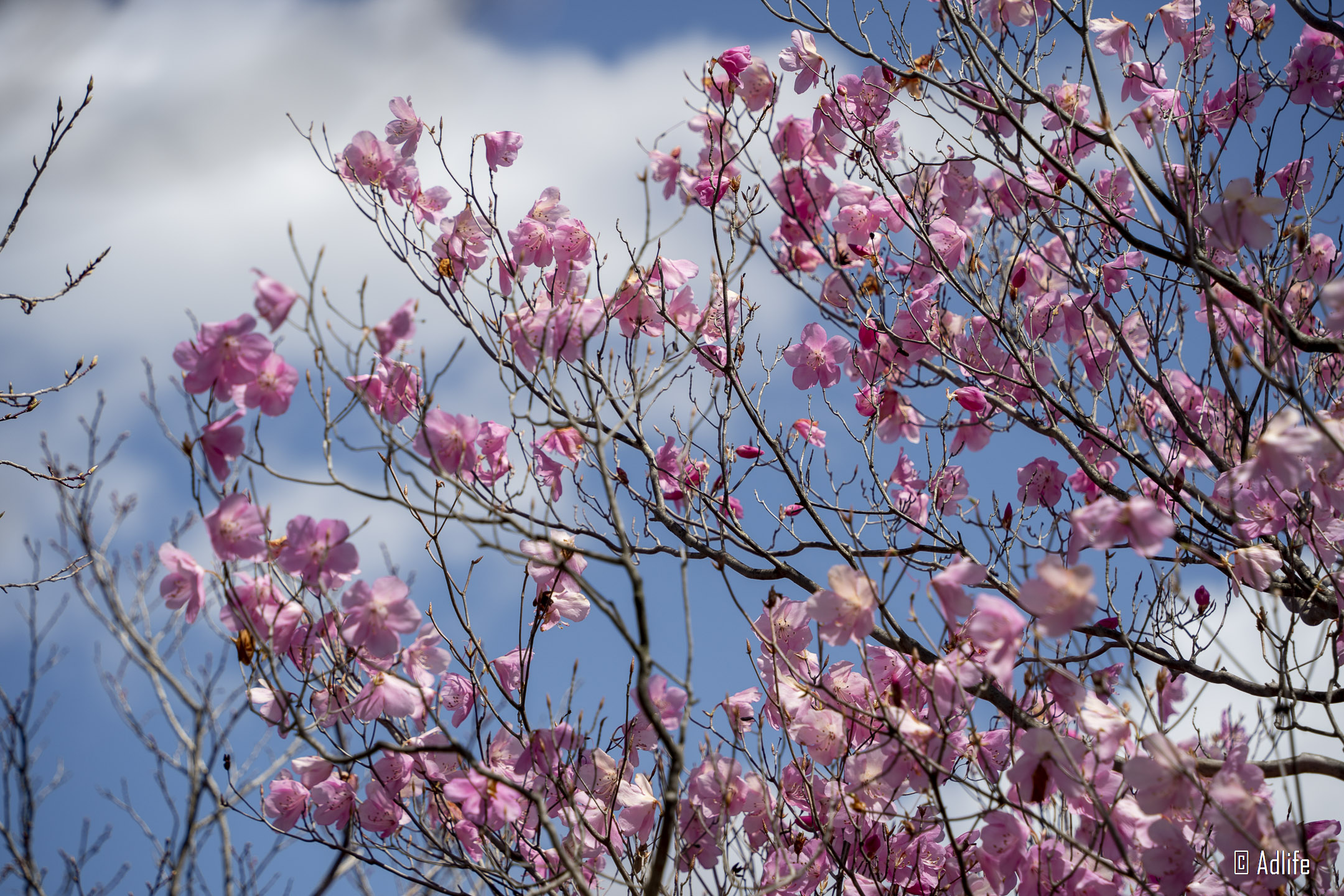 f:id:Adder:20210613101527j:plain