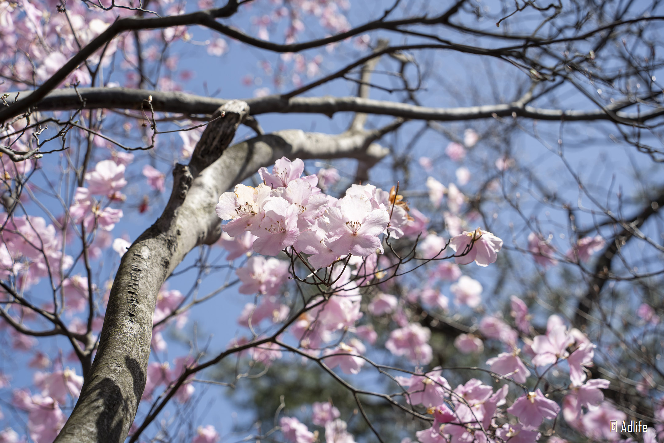 f:id:Adder:20210613101540j:plain