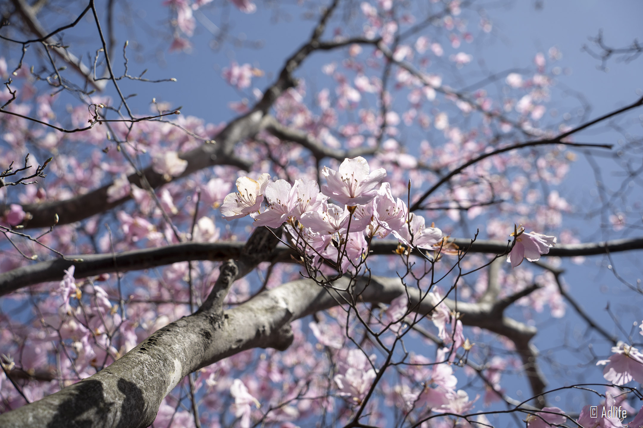 f:id:Adder:20210613101606j:plain