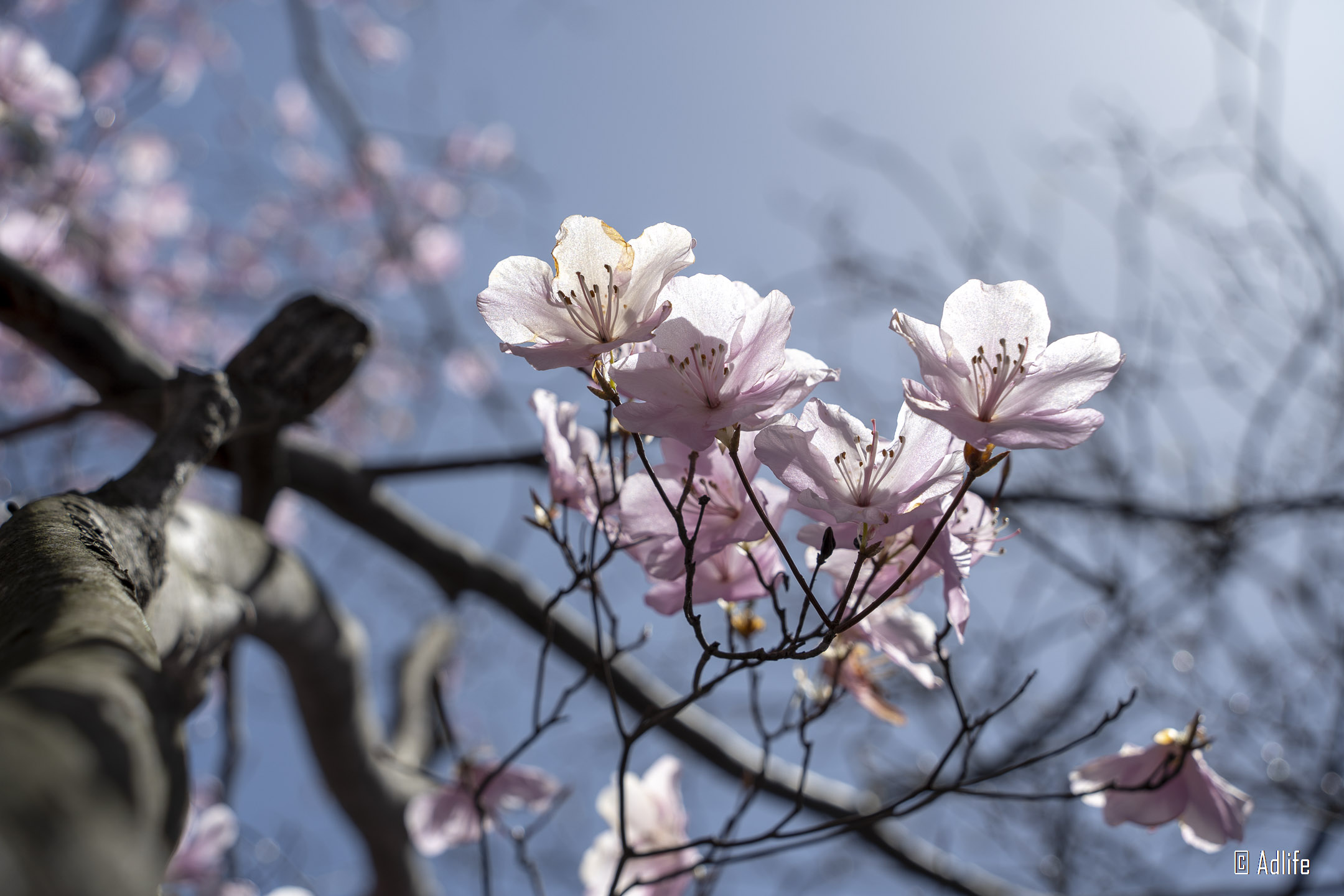 f:id:Adder:20210613101612j:plain