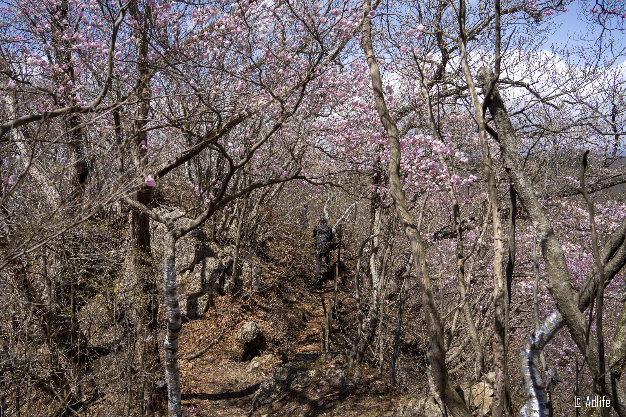 f:id:Adder:20210613101652j:plain