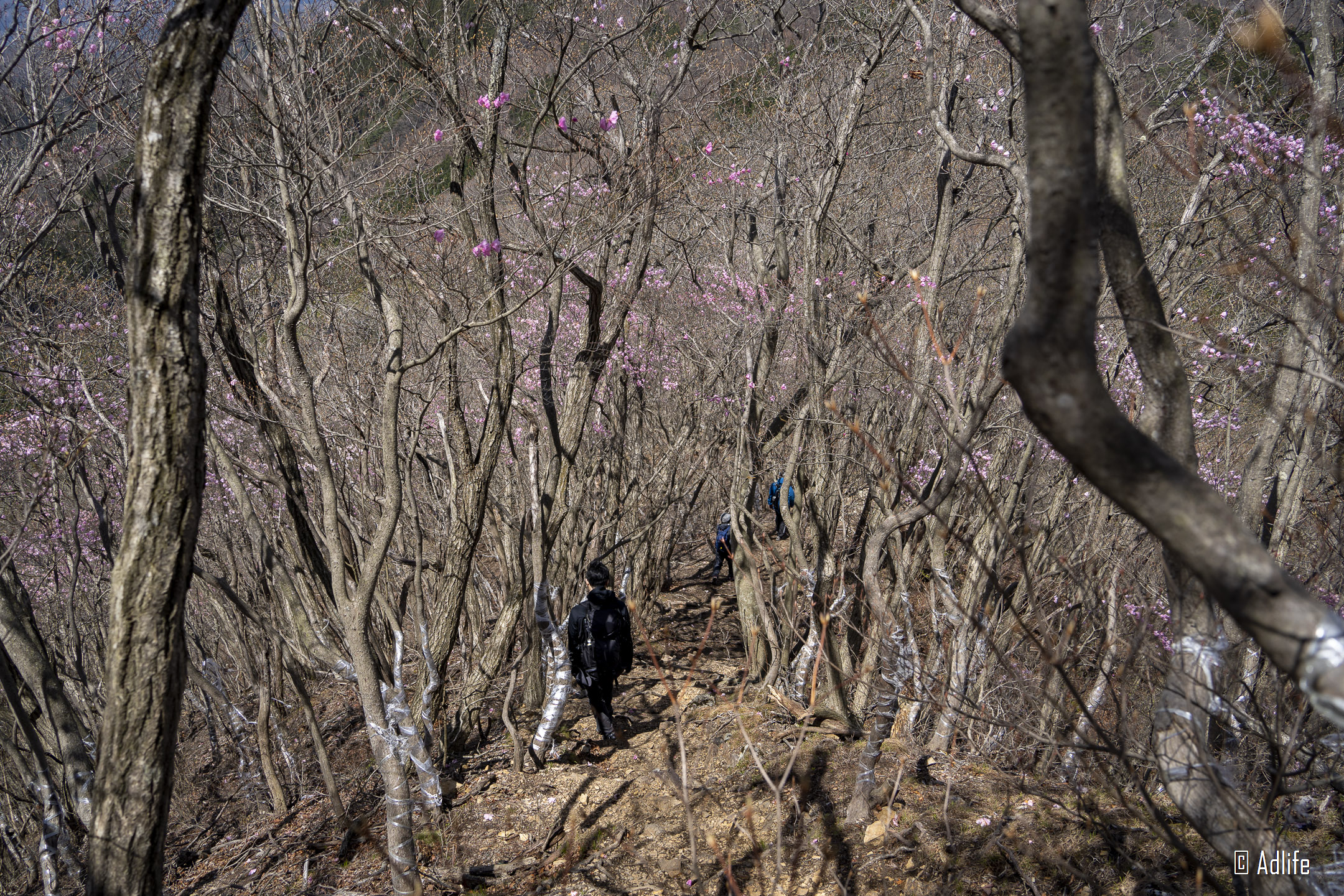 f:id:Adder:20210613101709j:plain