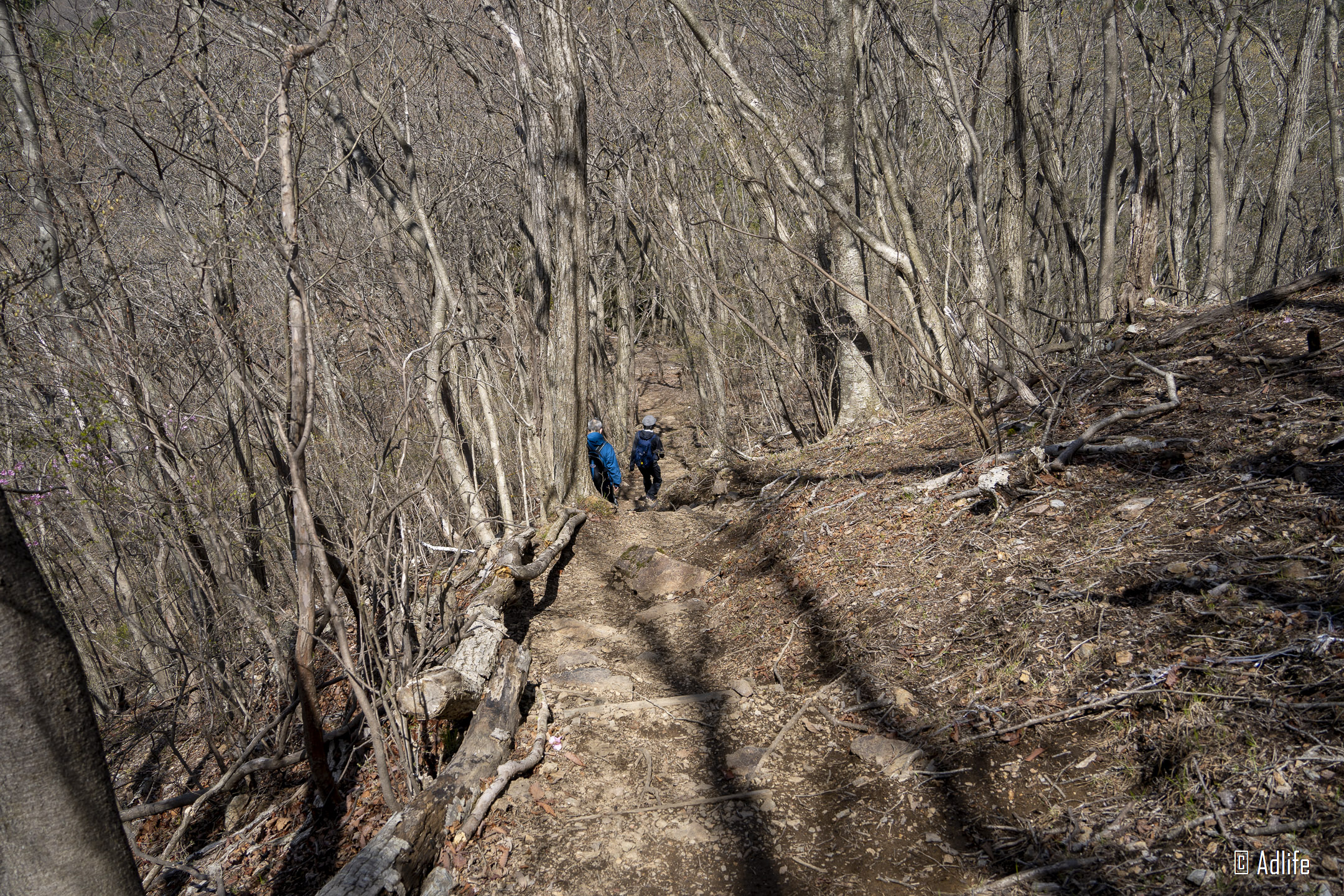 f:id:Adder:20210613101725j:plain