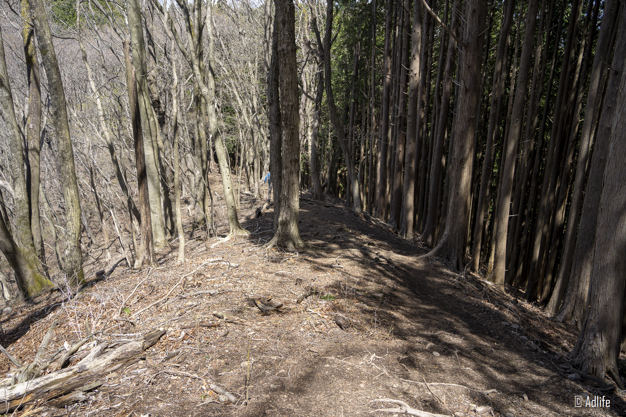 f:id:Adder:20210613101731j:plain