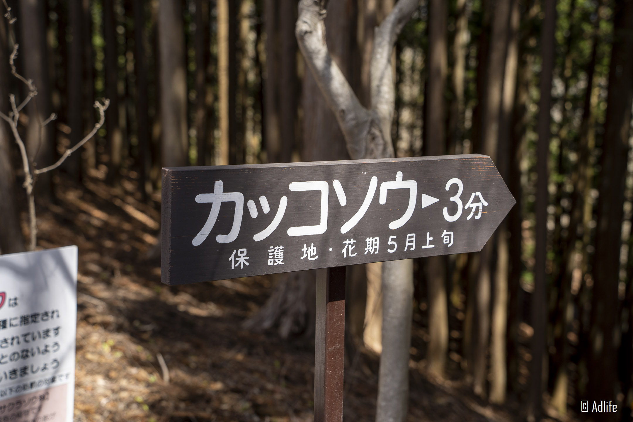 f:id:Adder:20210613101736j:plain