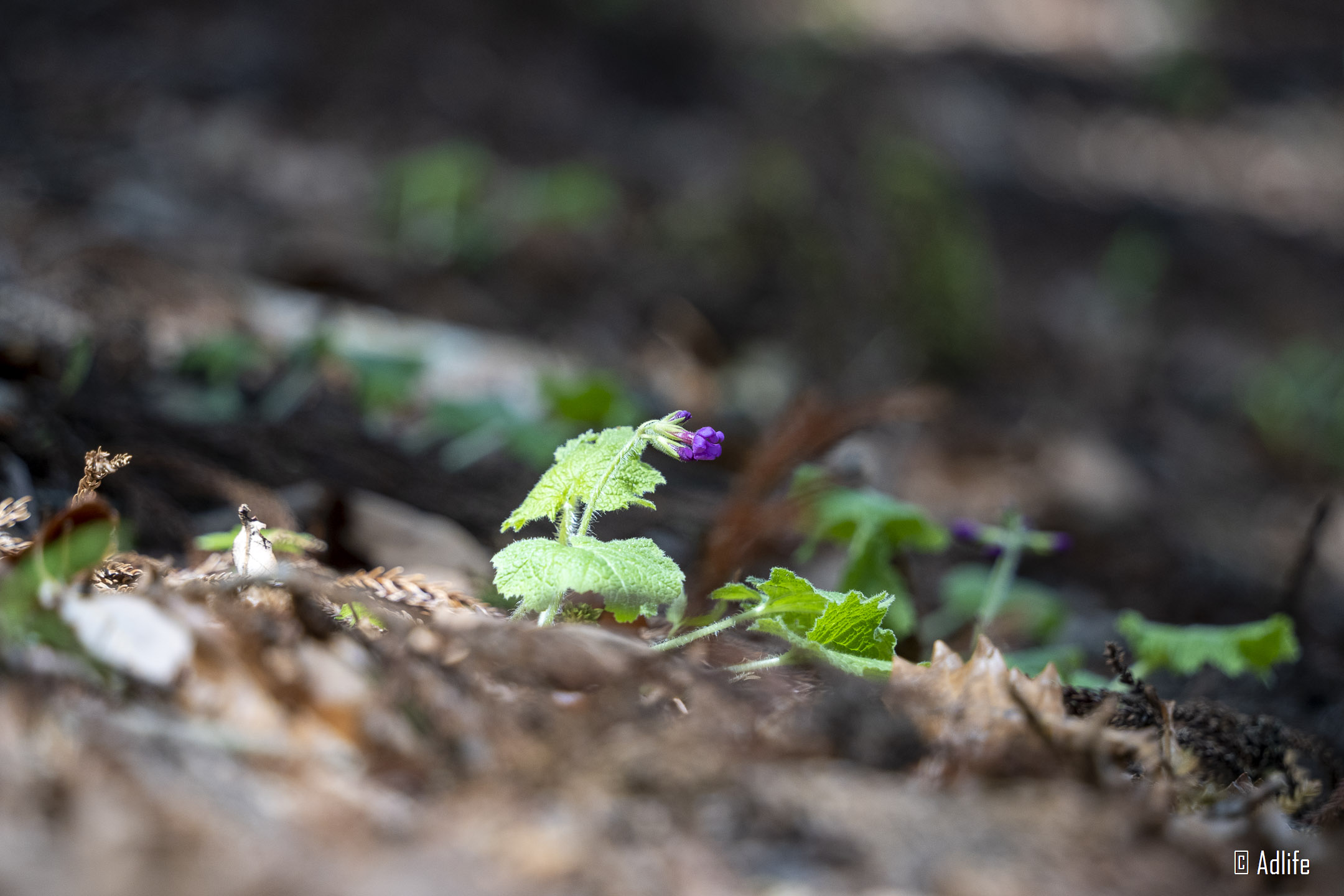 f:id:Adder:20210613101755j:plain